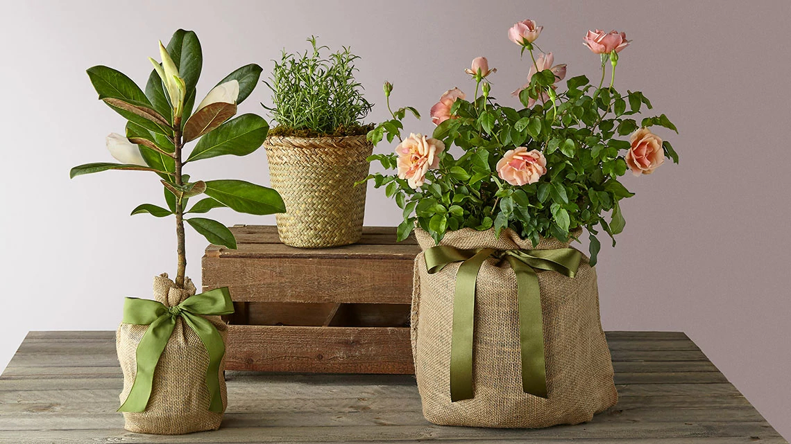 Plants by FTD two plants, one with flowers, in burlap vases sitting on a wood table, one small plant in natural color basket sitting on a small wood crate