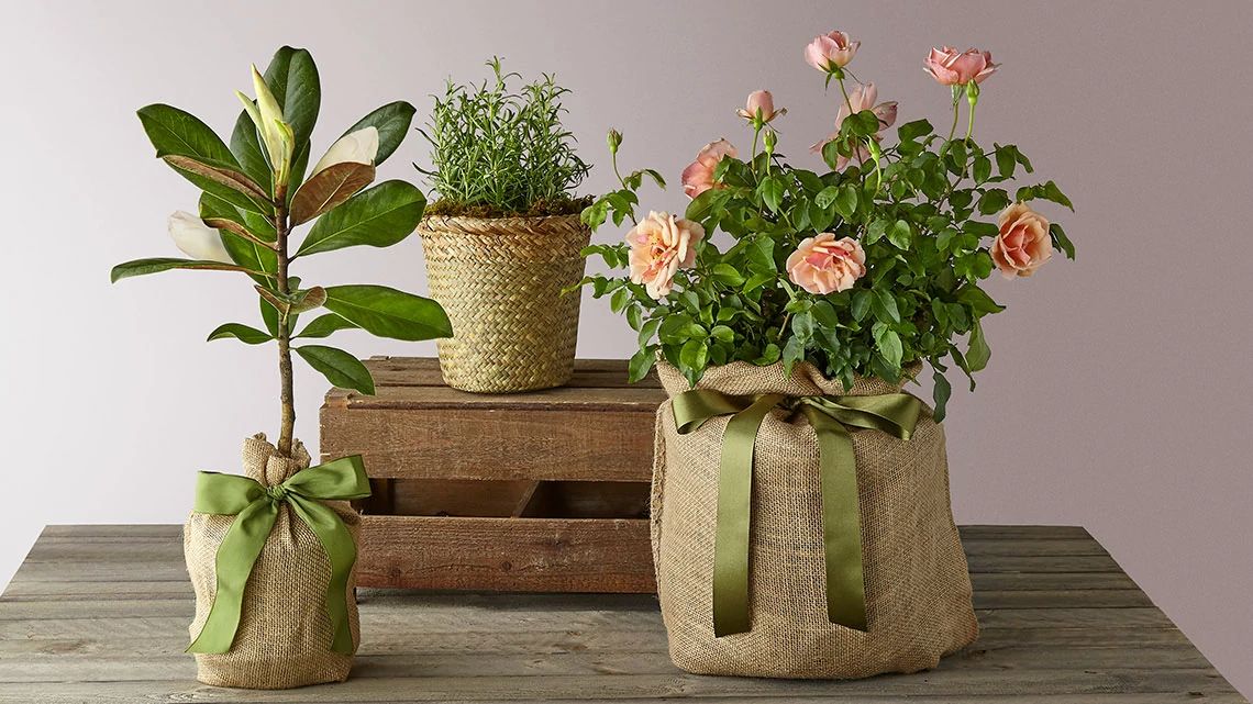 Plants by FTD two plants, one with flowers, in burlap vases sitting on a wood table, one small plant in natural color basket sitting on a small wood crate