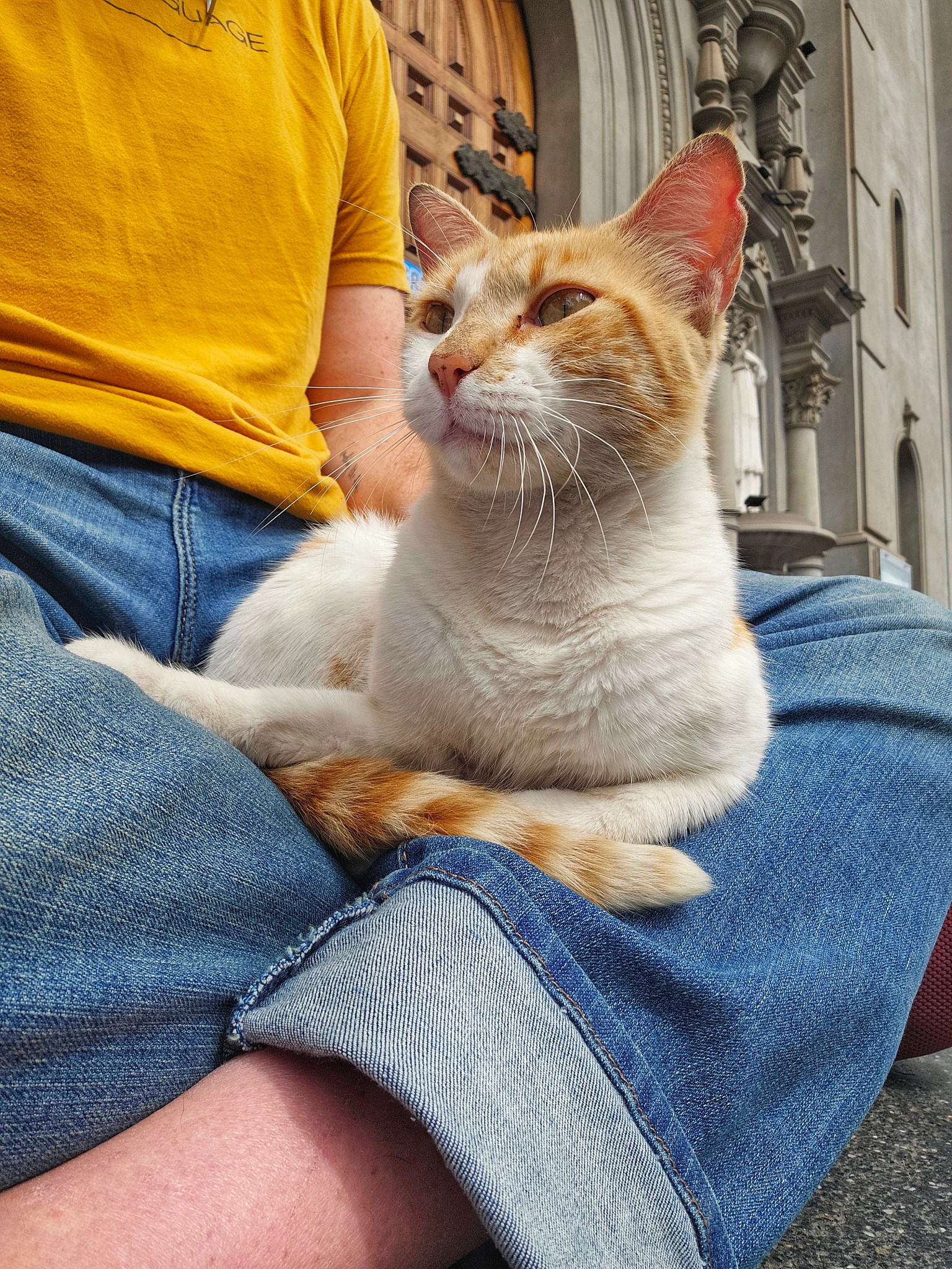 a cat sitting on a person's lap outside a historic building
