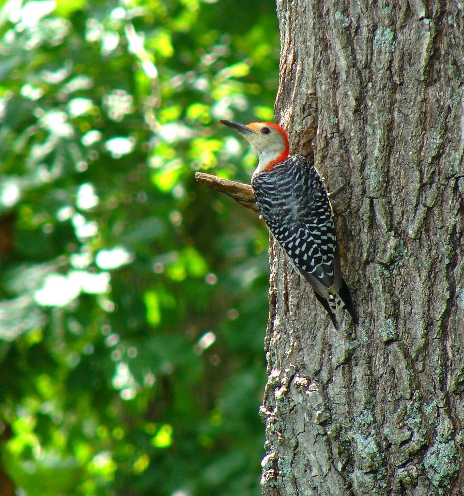 Bledsoe woodpecker sitting in tree