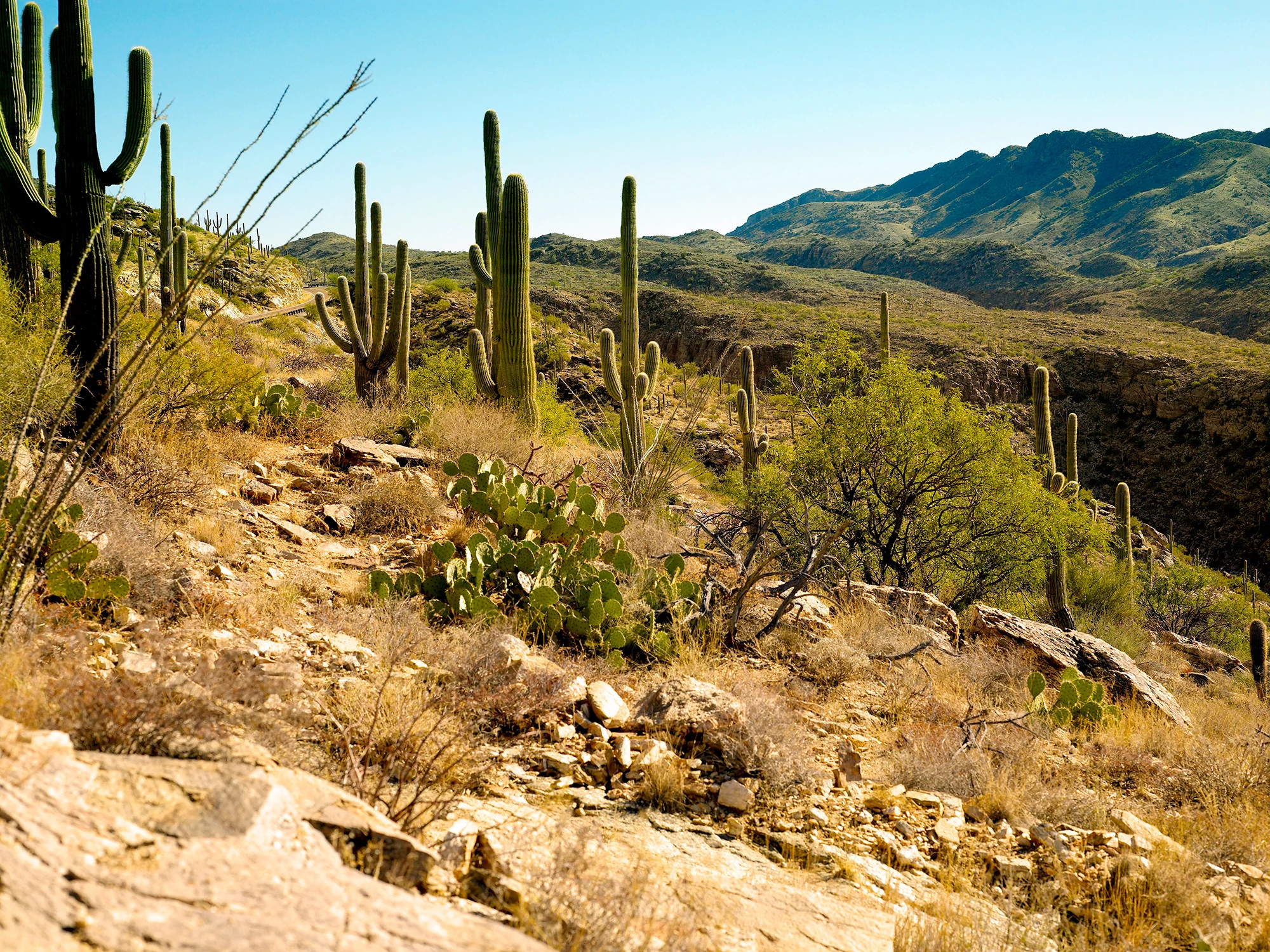 The foothills of the Santa Catalina Mountains