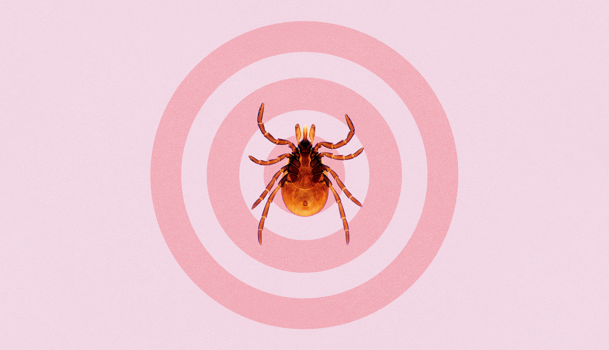 a tick on an illustration of the Lyme disease bullseye rash in shades of pink