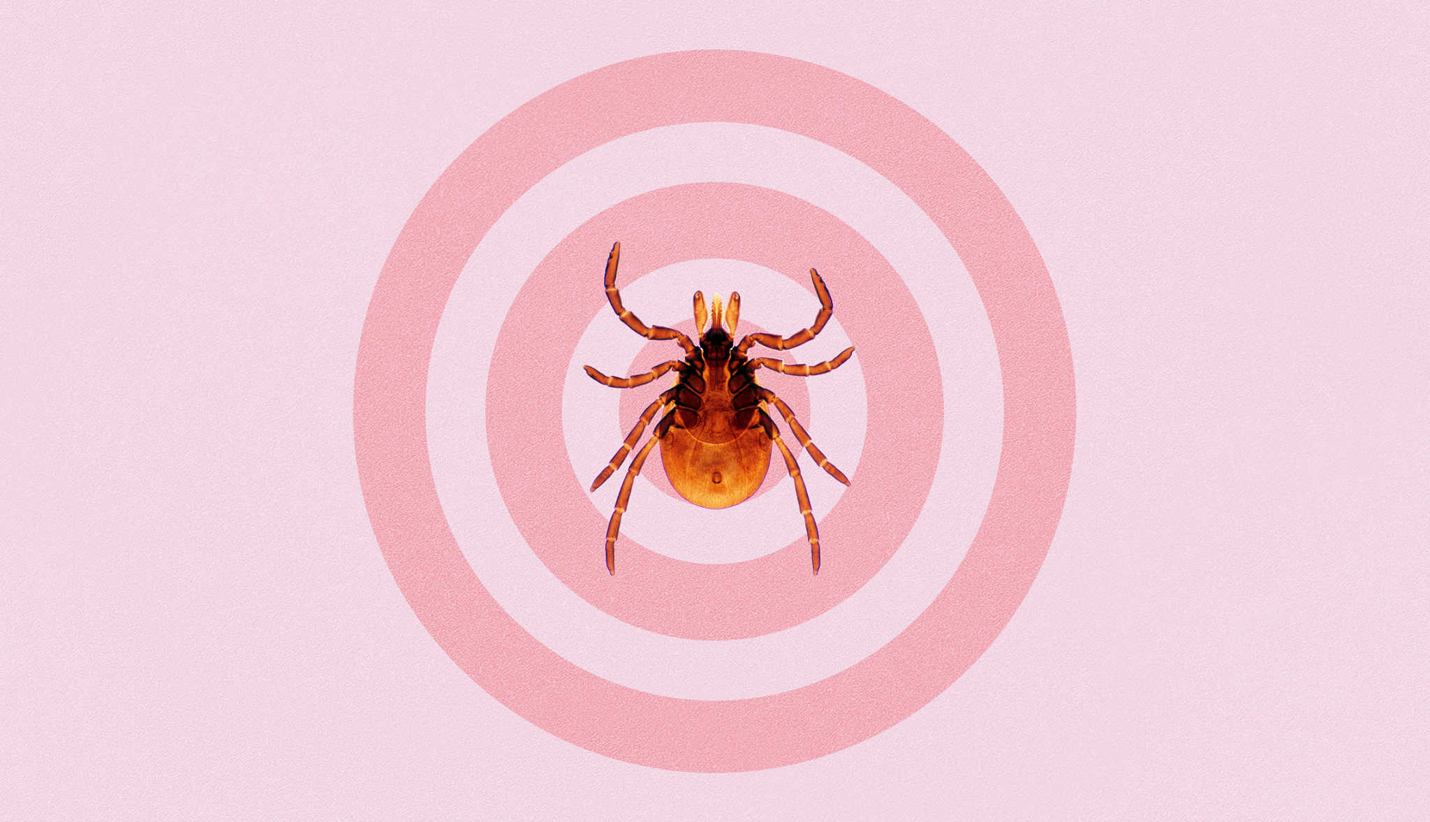 Tick and Lyme Disease Bullseye Rash a tick on an illustration of the Lyme disease bullseye rash in shades of pink