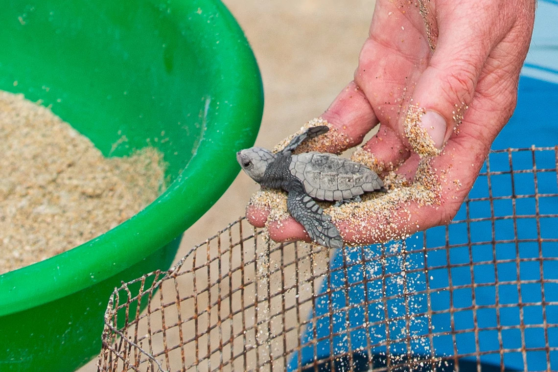 Sea turtle hatchlings
