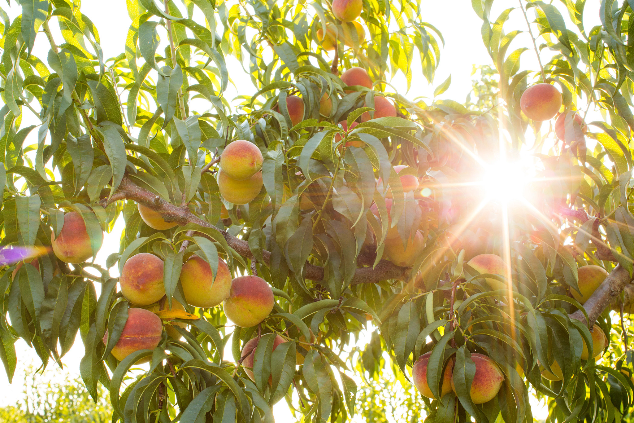 peaches on a tree