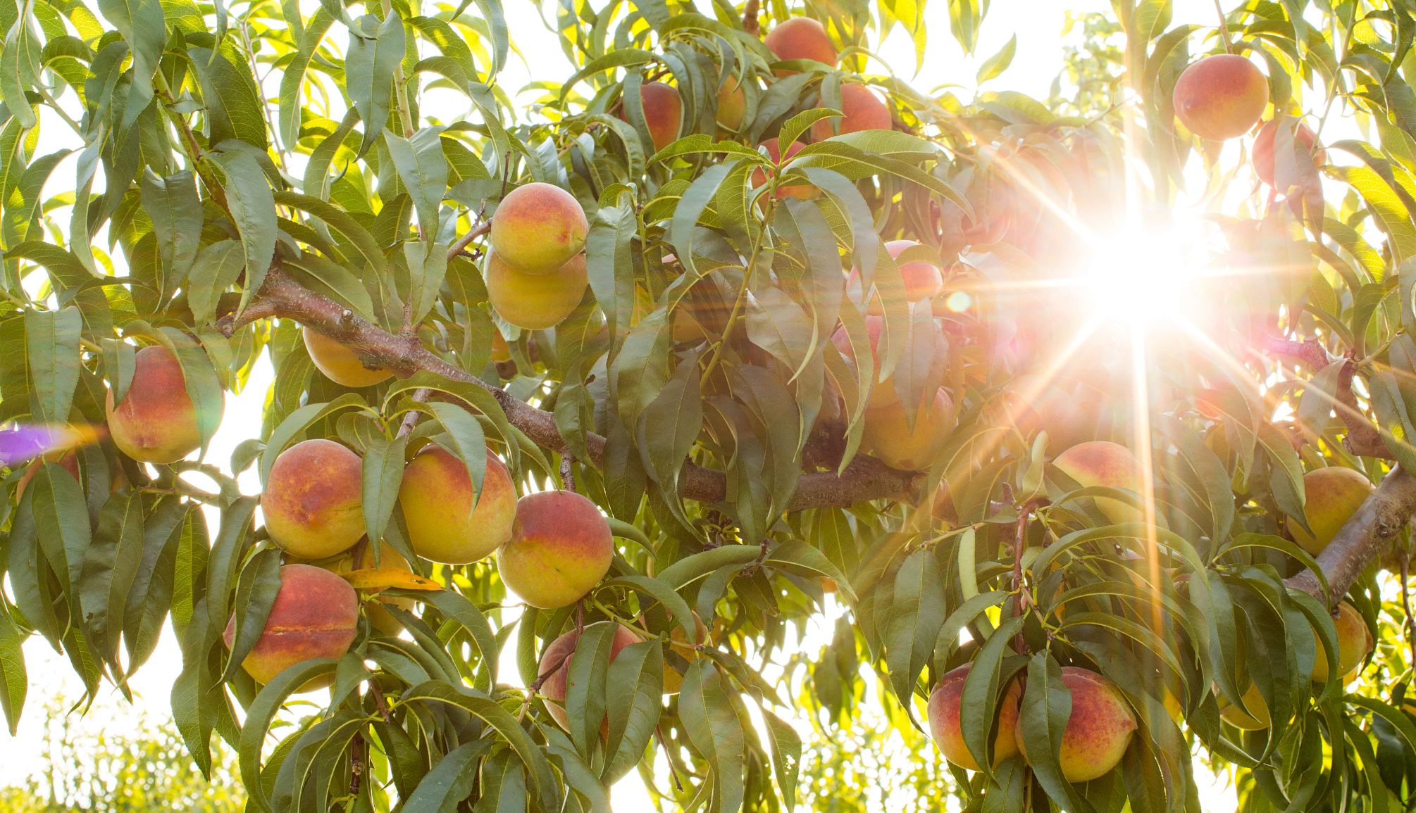 Peach Picking Farms peaches on a tree