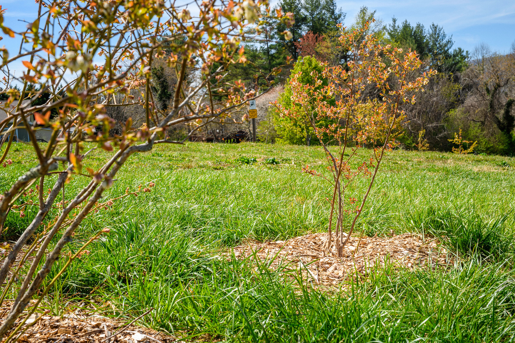 mulch at the base of a small tree