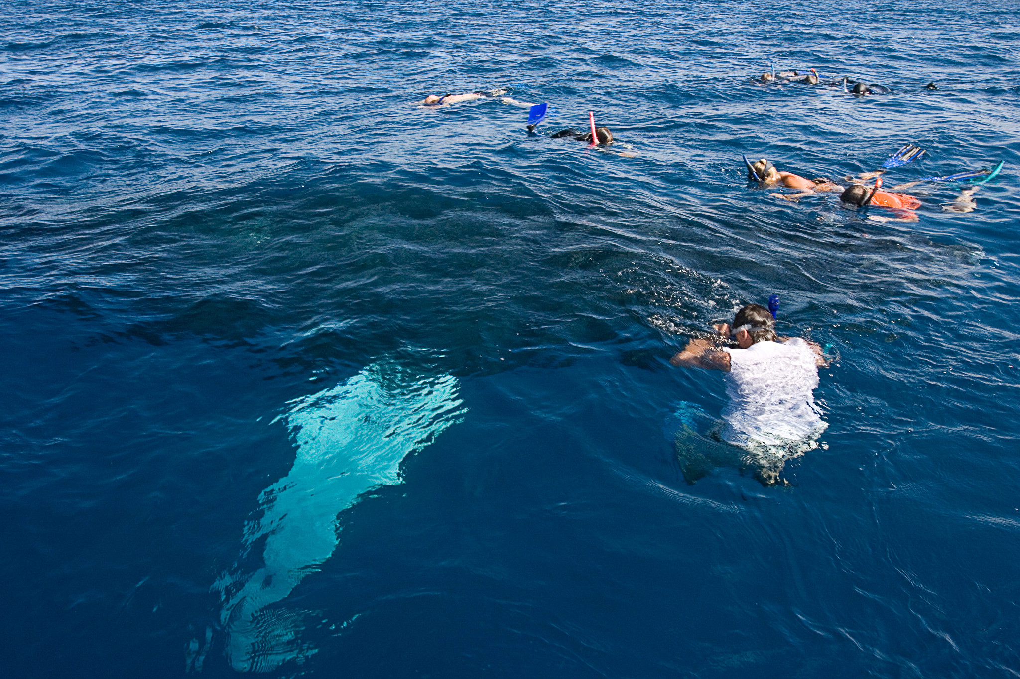 snorkelers swim near humpbacks in the Dominican Republic