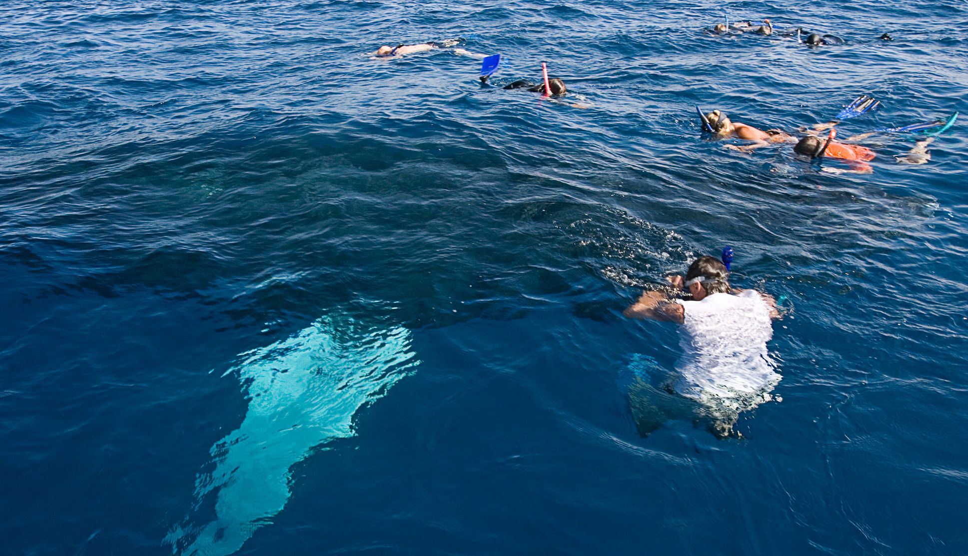snorkelers swim near humpbacks in the Dominican Republic snorkelers swim near humpbacks in the Dominican Republic