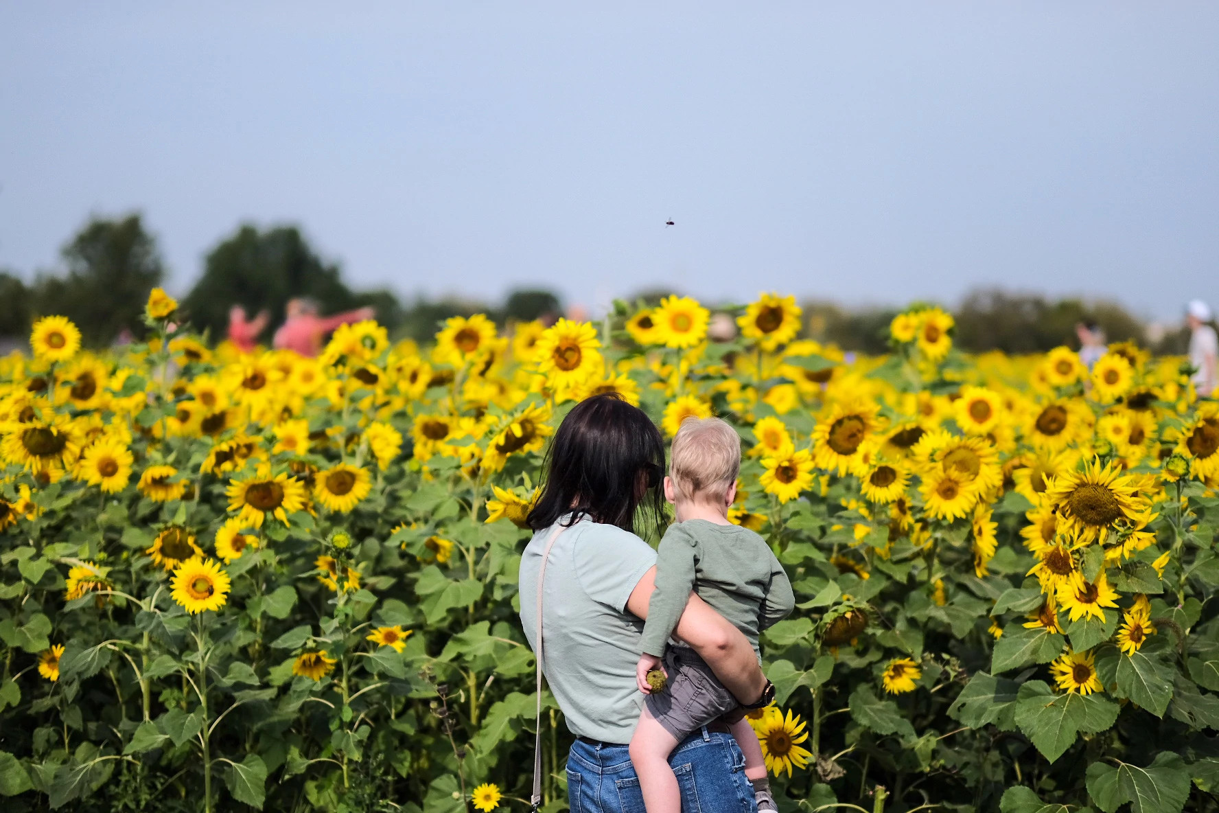 a woman and child look at a field of sunflowers
