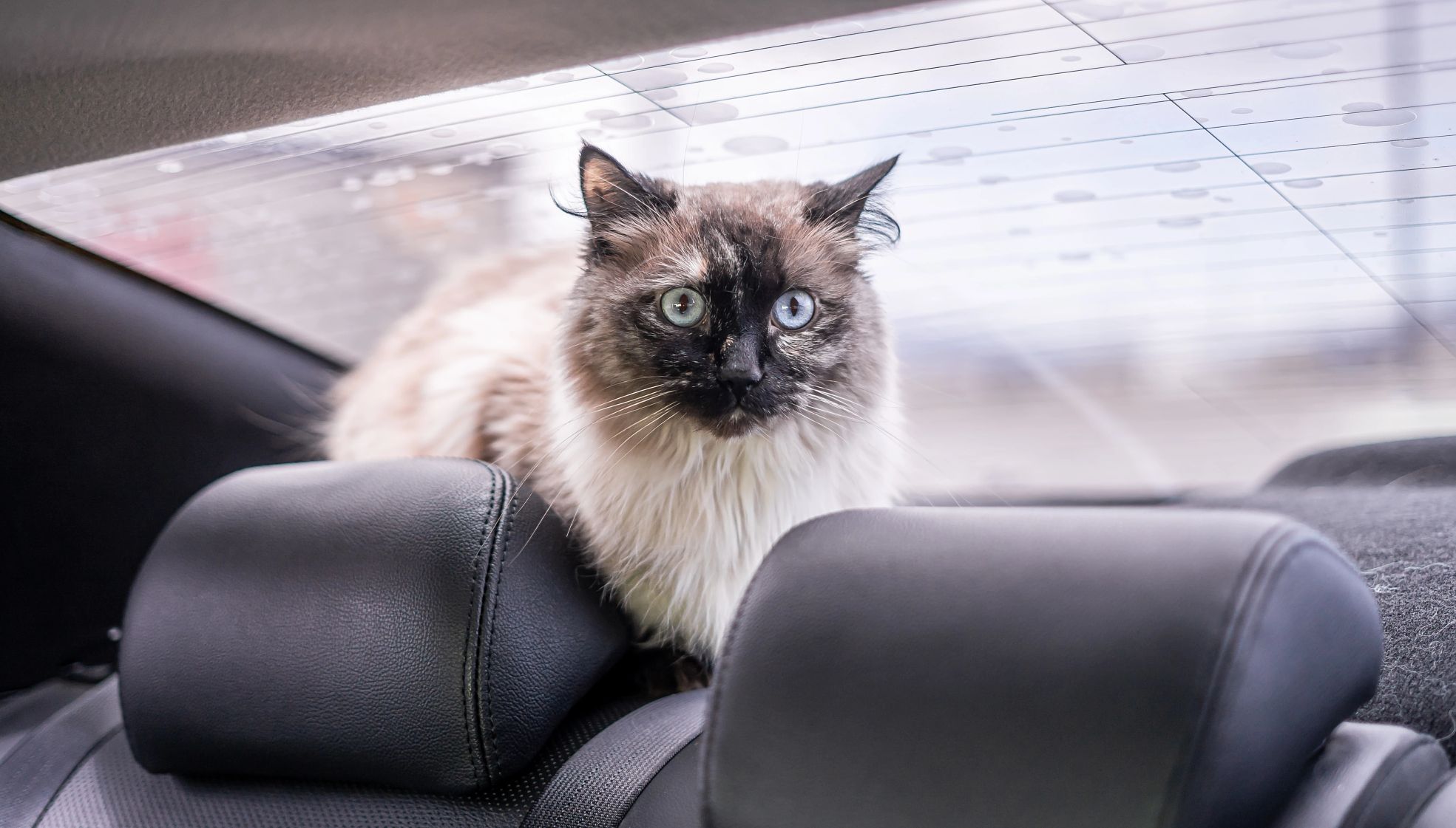 cat sitting in the back of a car