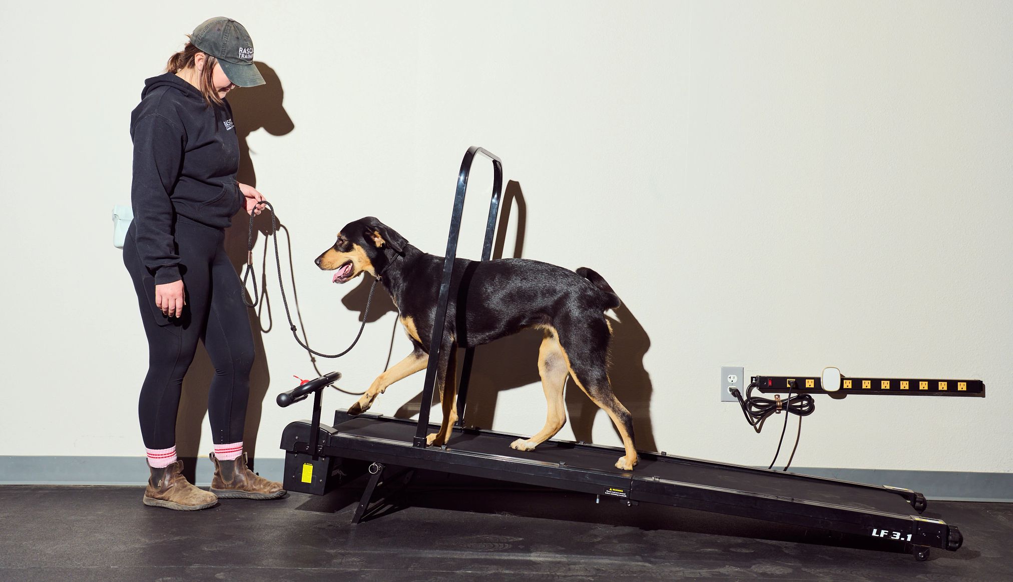 dogs train like athletes a dog walking on a treadmill while its trainer observes