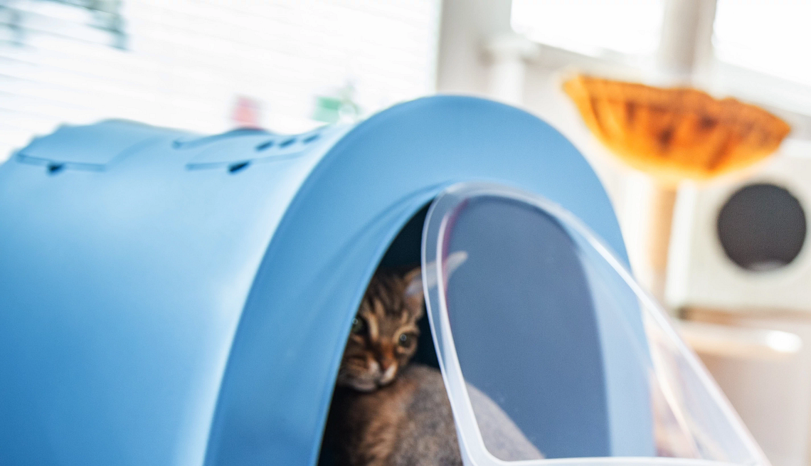 Wash pet litter boxes a cat coming out of a litter box