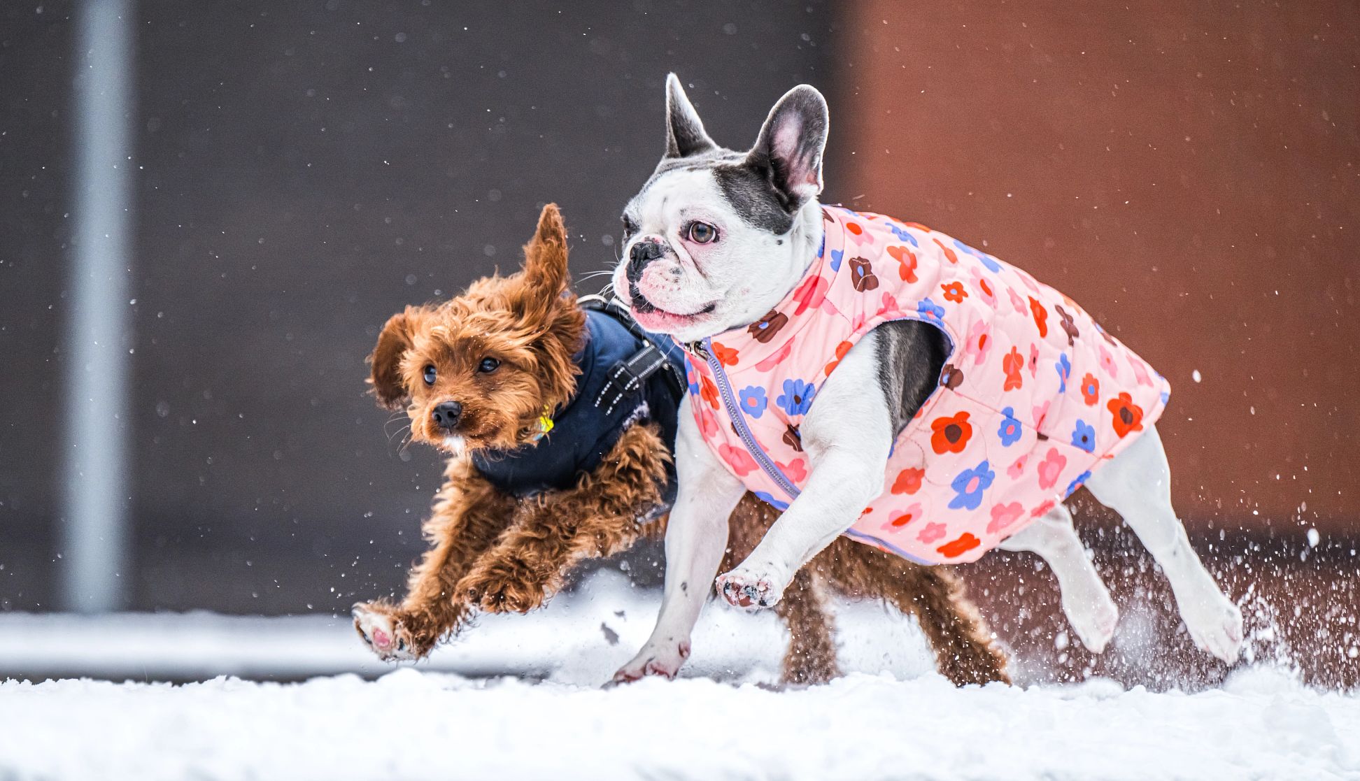How to Keep Your Pets Safe in Winter two dogs running in the snow