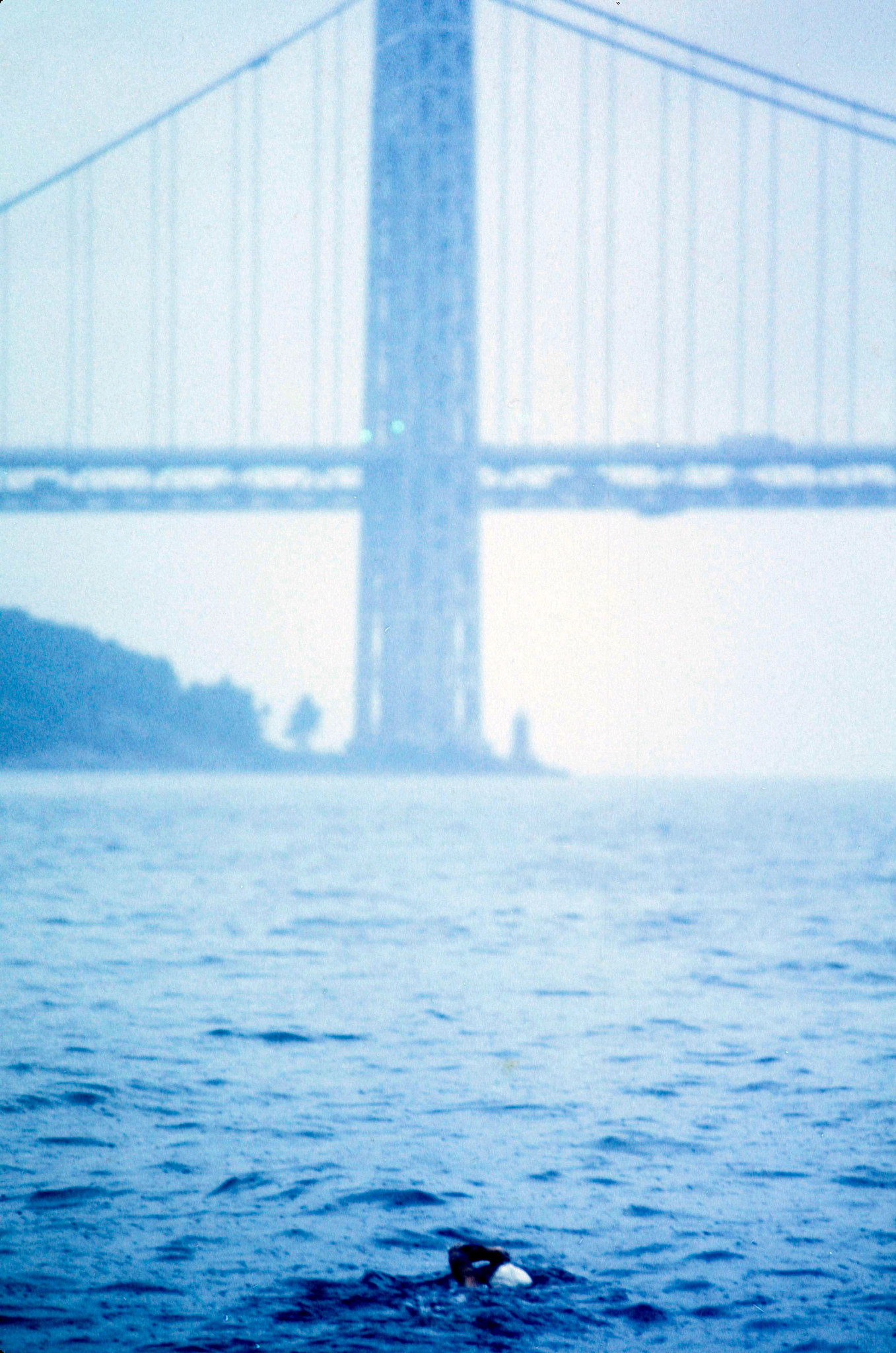 diana nyad swimming near a suspension bridge in foggy conditions