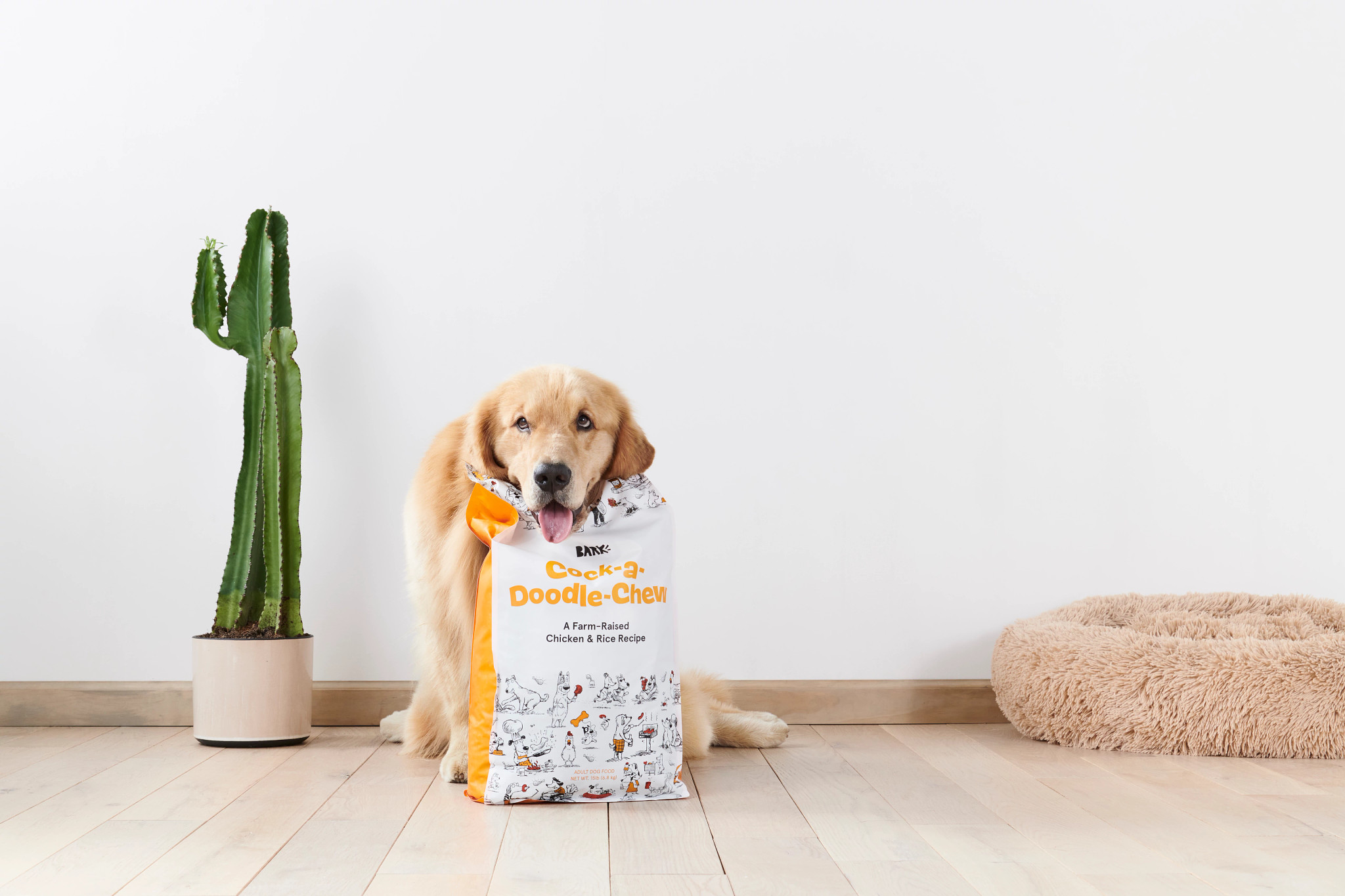 Golden Retriever eats a Cock-a-Doodle-Chew