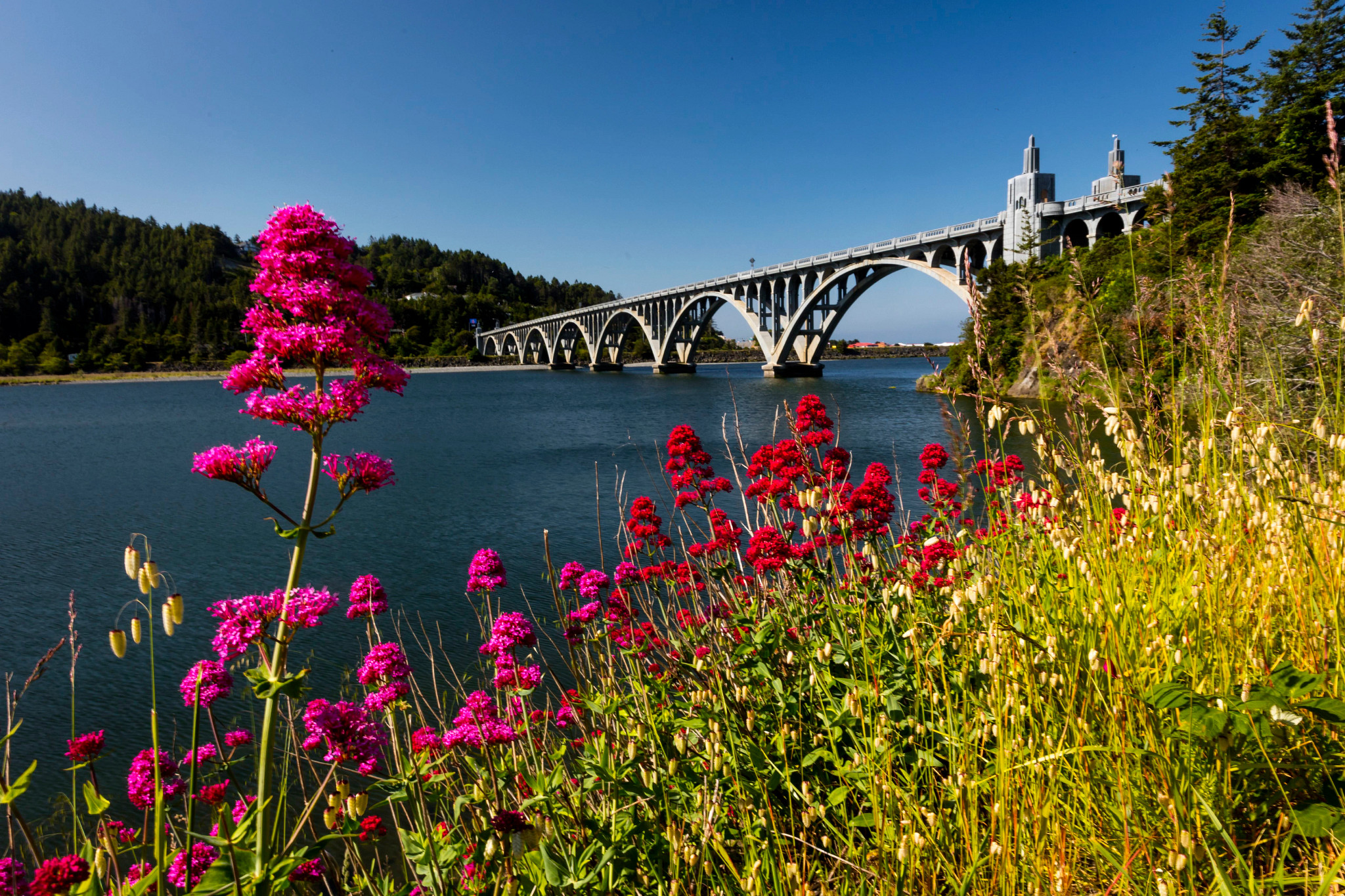 Colorful pink and red wildflowers bloom along a coastal hillside overlooking blue water and a large arched bridge