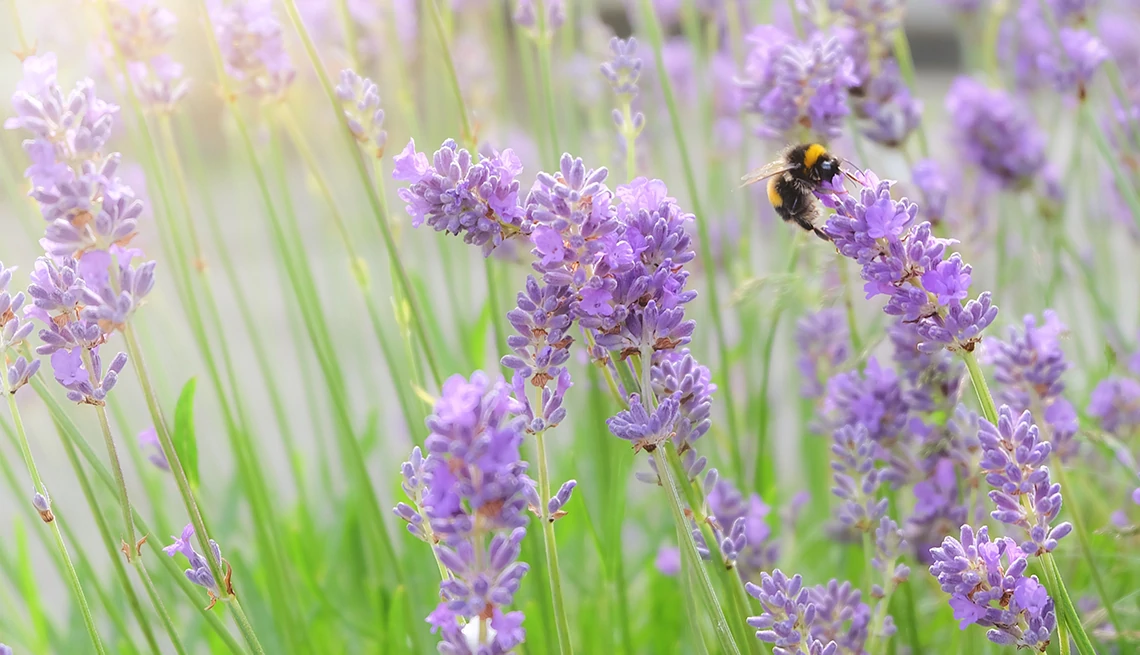 a bee on a lavender plant