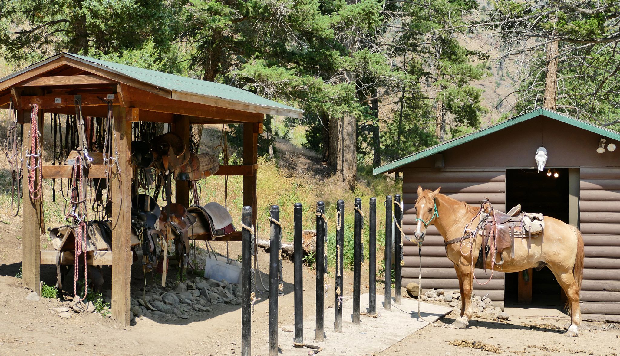 Multigenerational Trips a horse at a stable