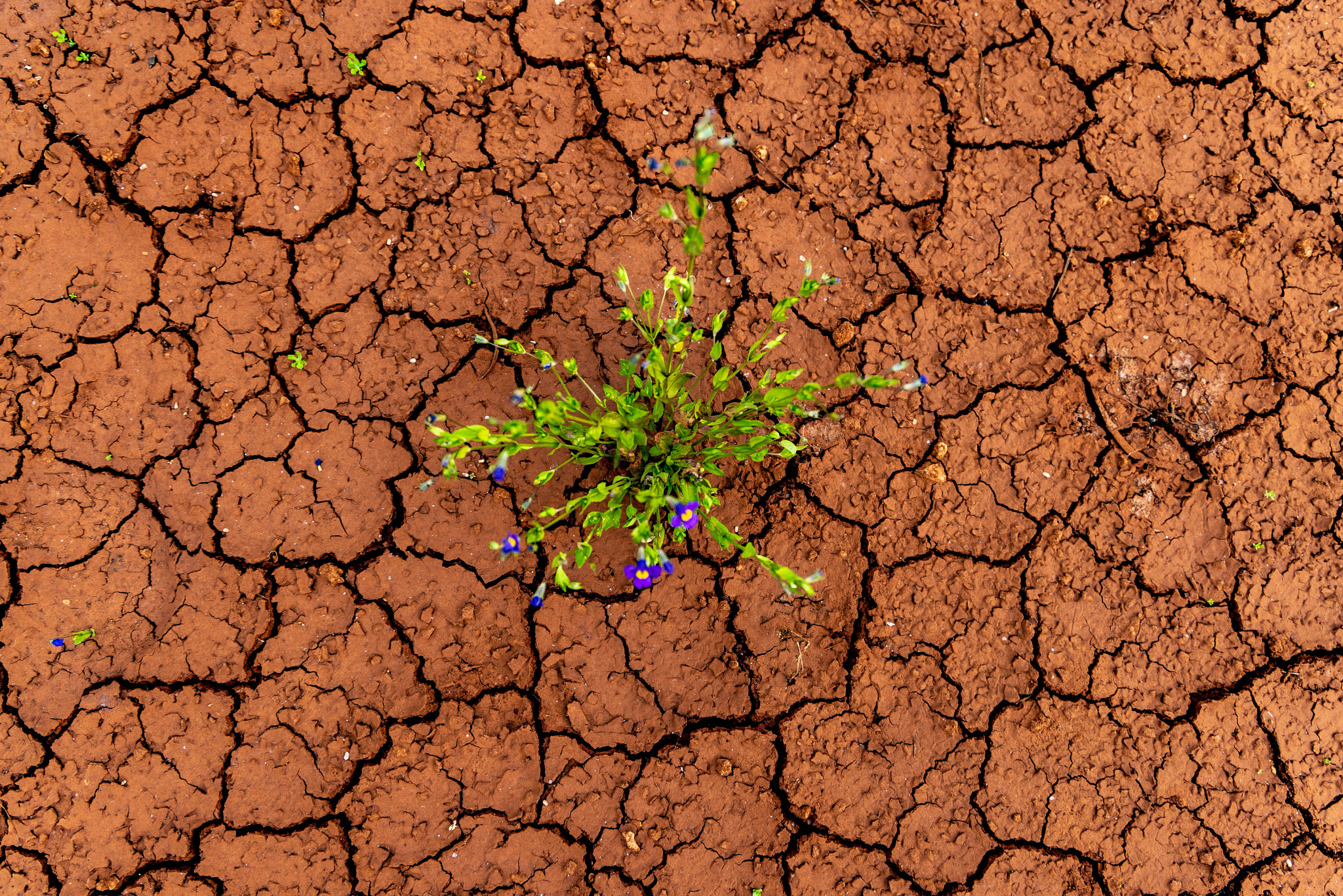 Close-up photograph of a small green wildflower with purple blooms growing from cracked, drought-stricken red earth