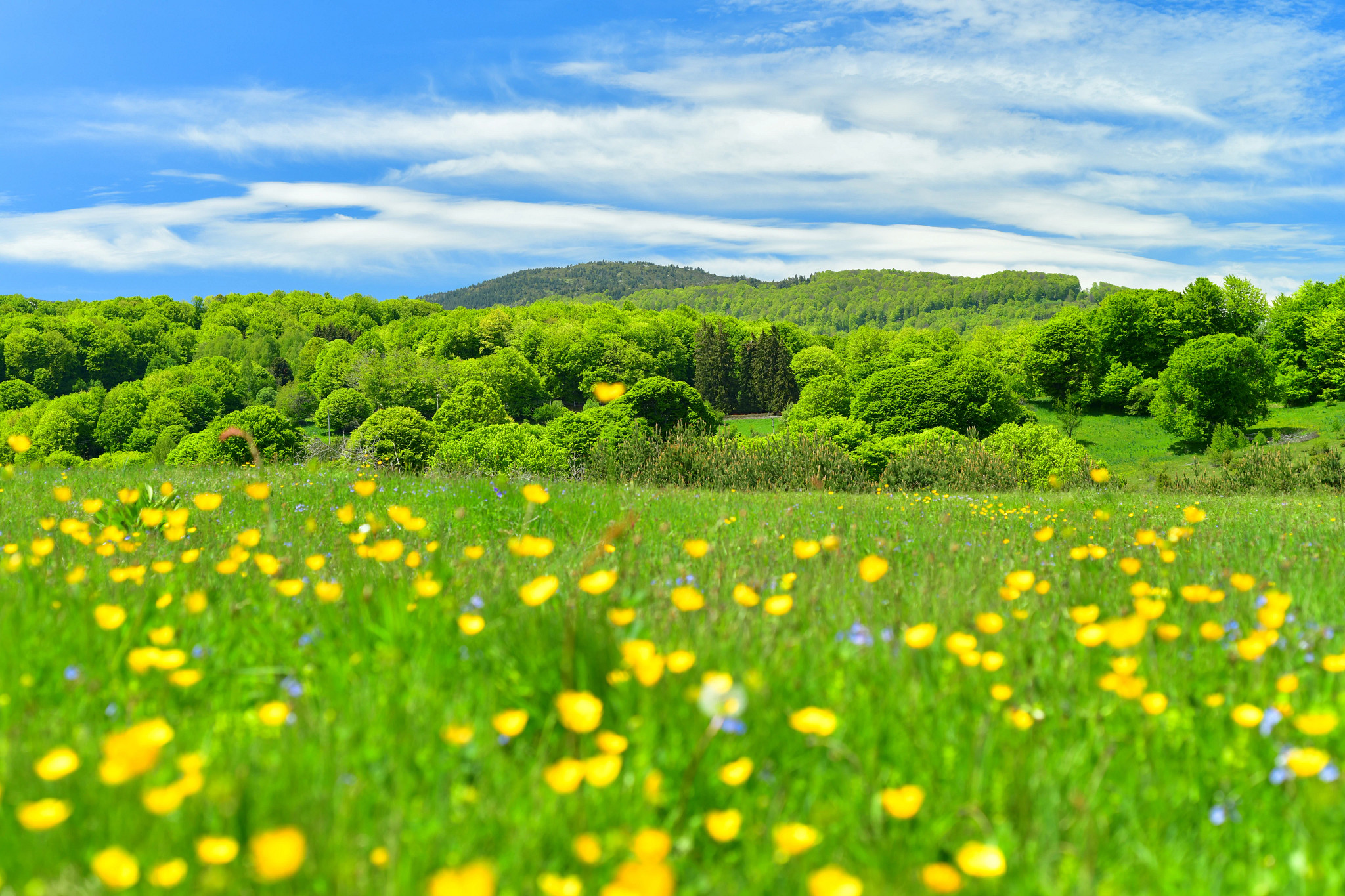 A field of dandelions