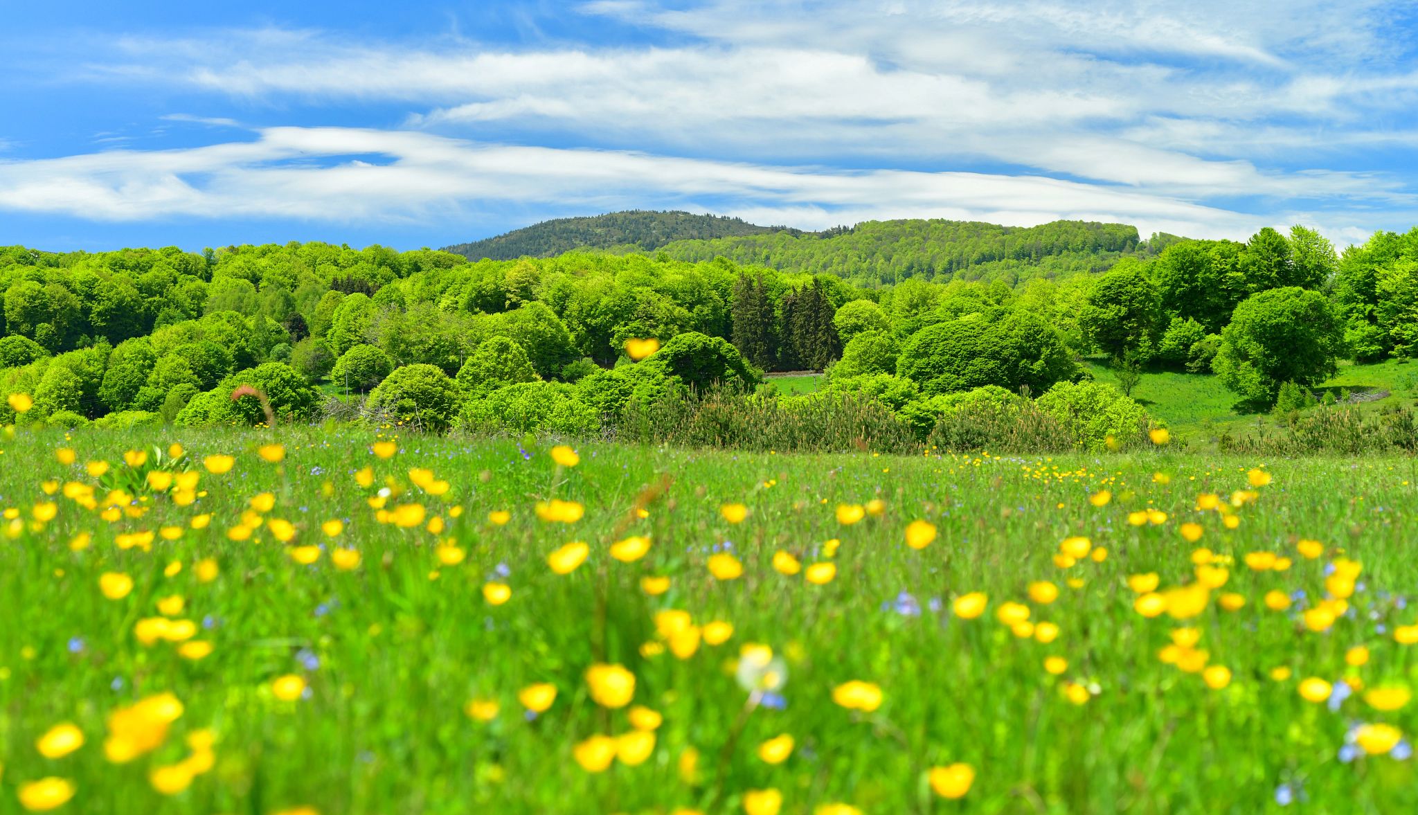 Image of Cherokee Healing Traditions Image of Cherokee Healing Traditions