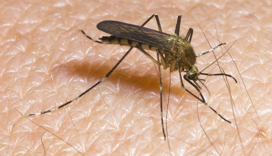 4 Things to Know About Eastern Equine Encephalitis mosquito on skin