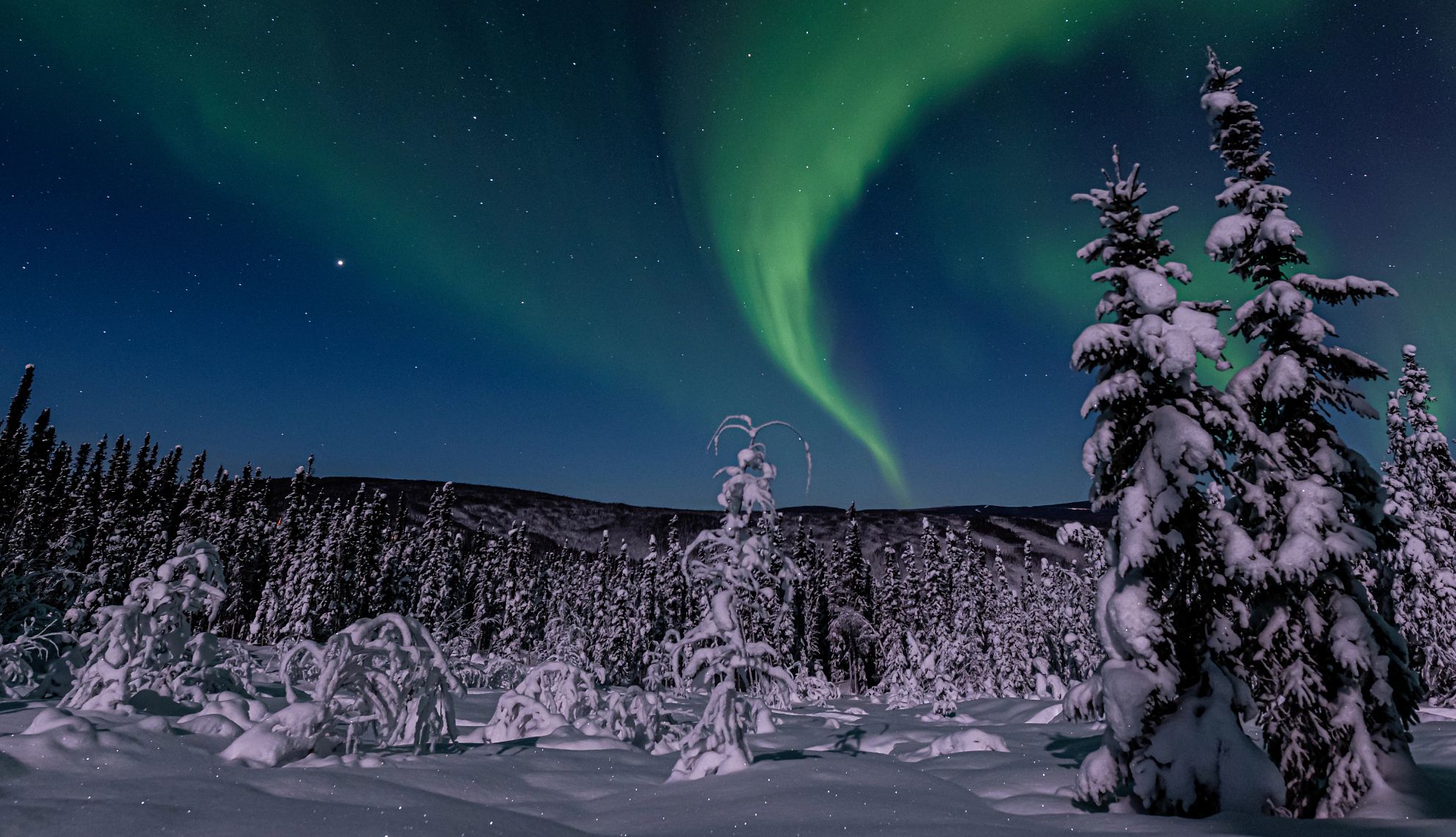 Photograph the Northern Lights trees with snow covering and the northern lights in the background