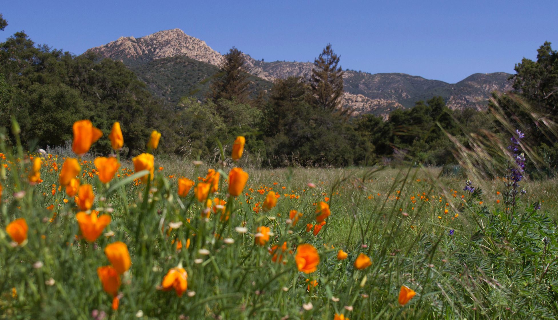 Charming California Seaside Towns flowers in a field with a mountain in the background