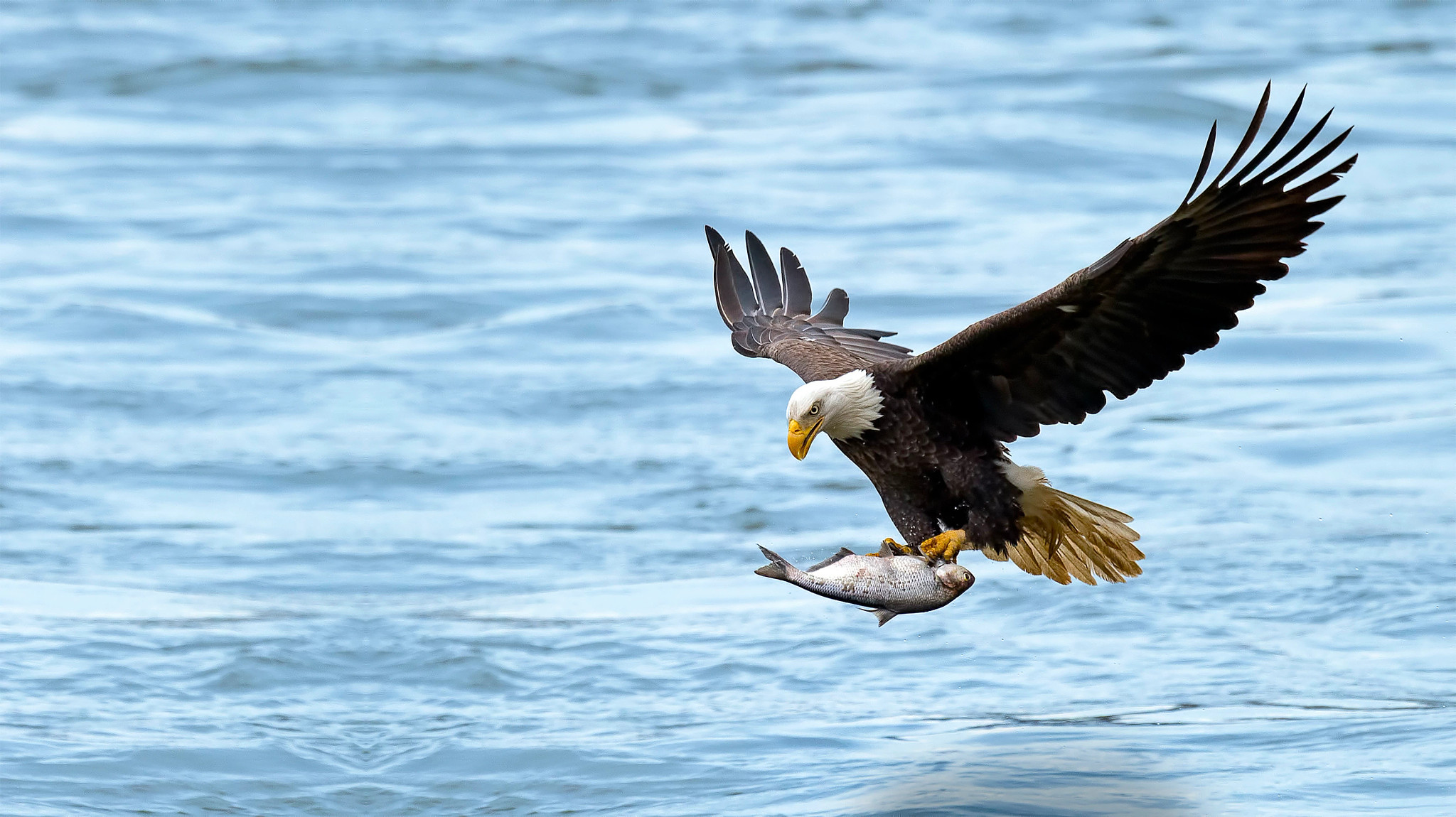 Eagle flying, carrying fish above water