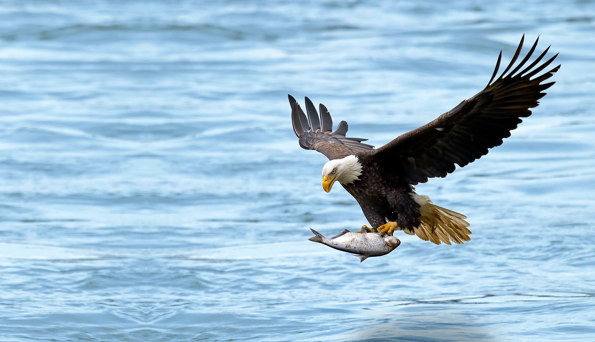 Wider world of birding Eagle flying, carrying fish above water