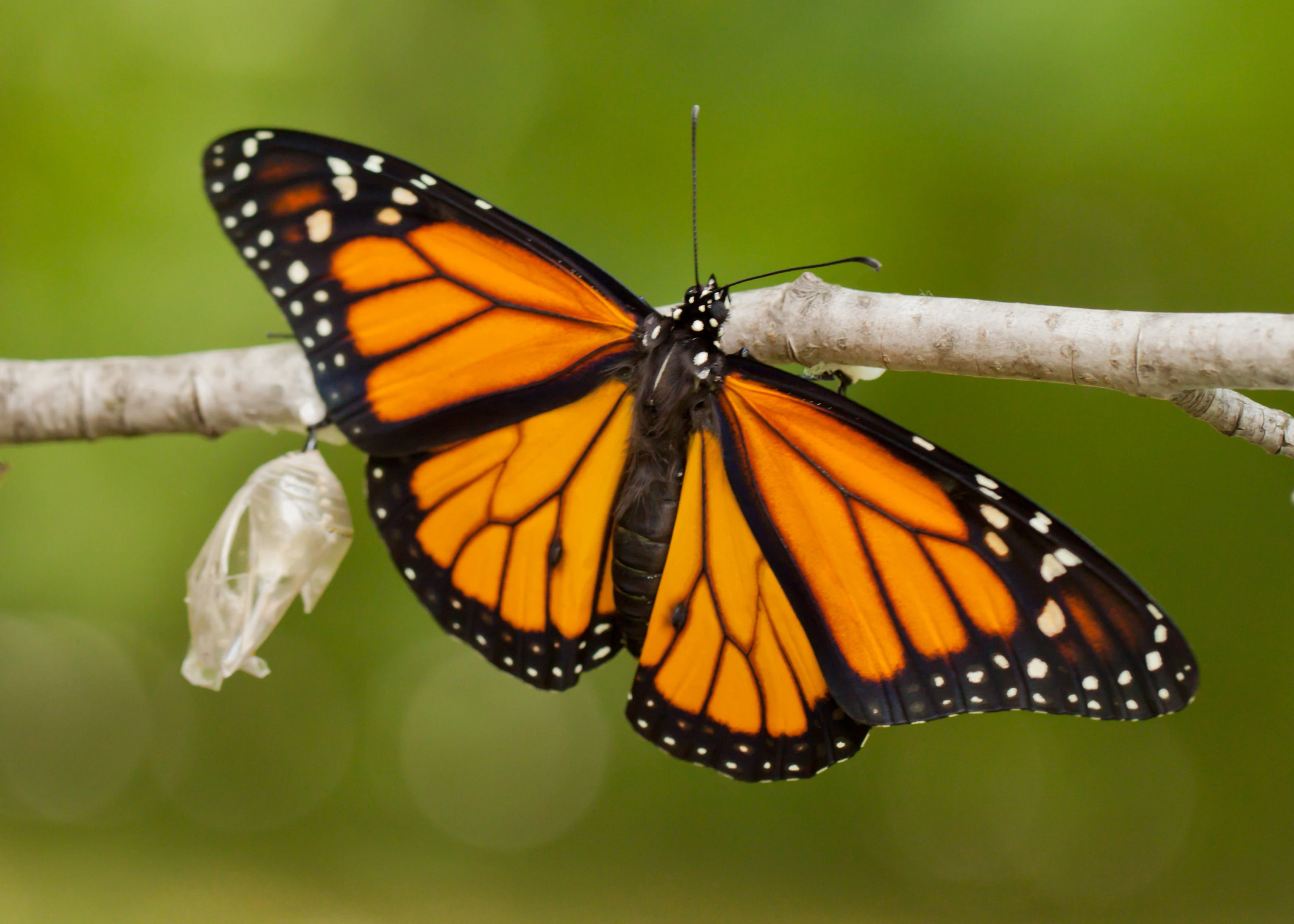 monarch butterfly on stick