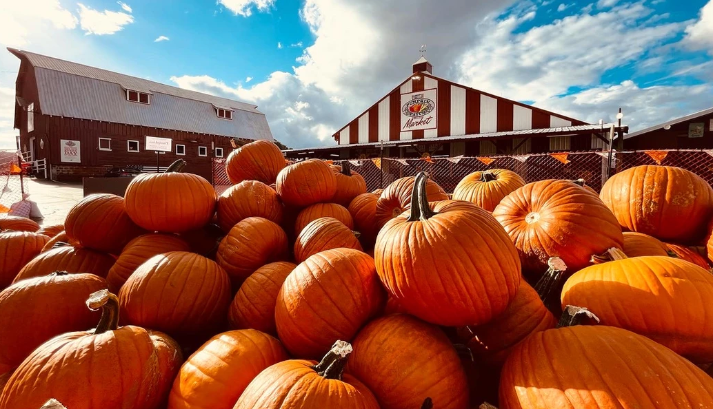 Charming pumpkin patches in Portland a batch of pumpkins