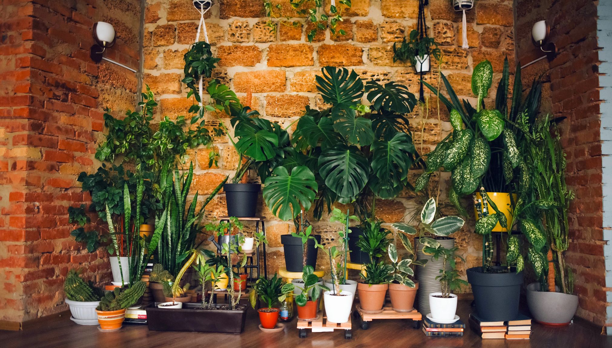 an assortment of house plants displayed in a home
