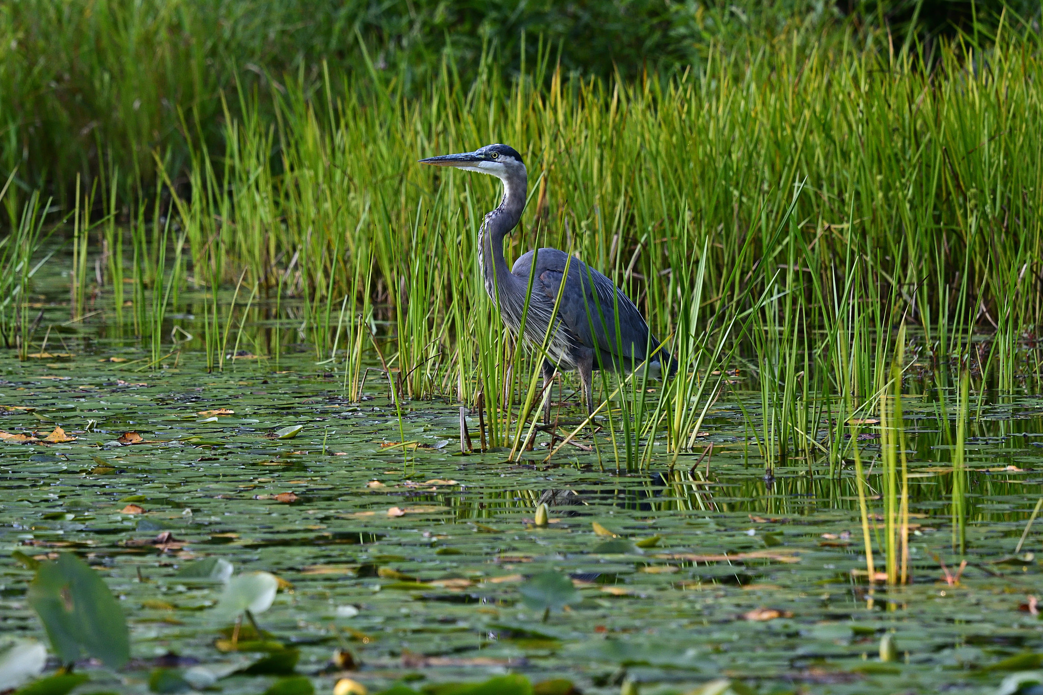 Great blue heron in a lily pond