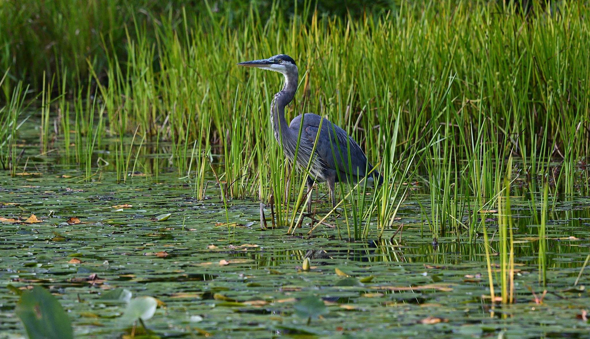 Expand your range Great blue heron in a lily pond