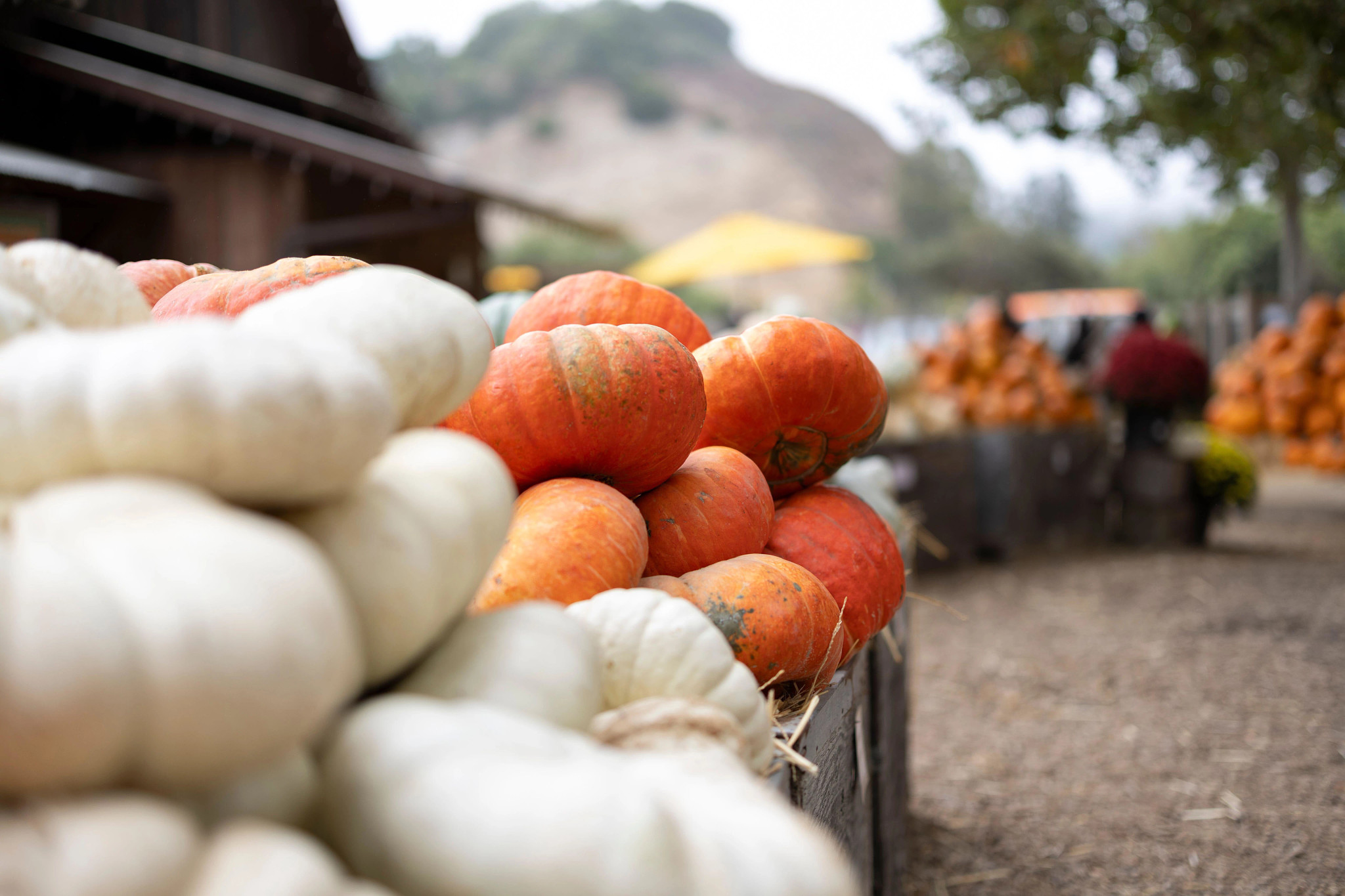 Charming pumpkin patches at Avila Valley Barn different varities of pumpkins
