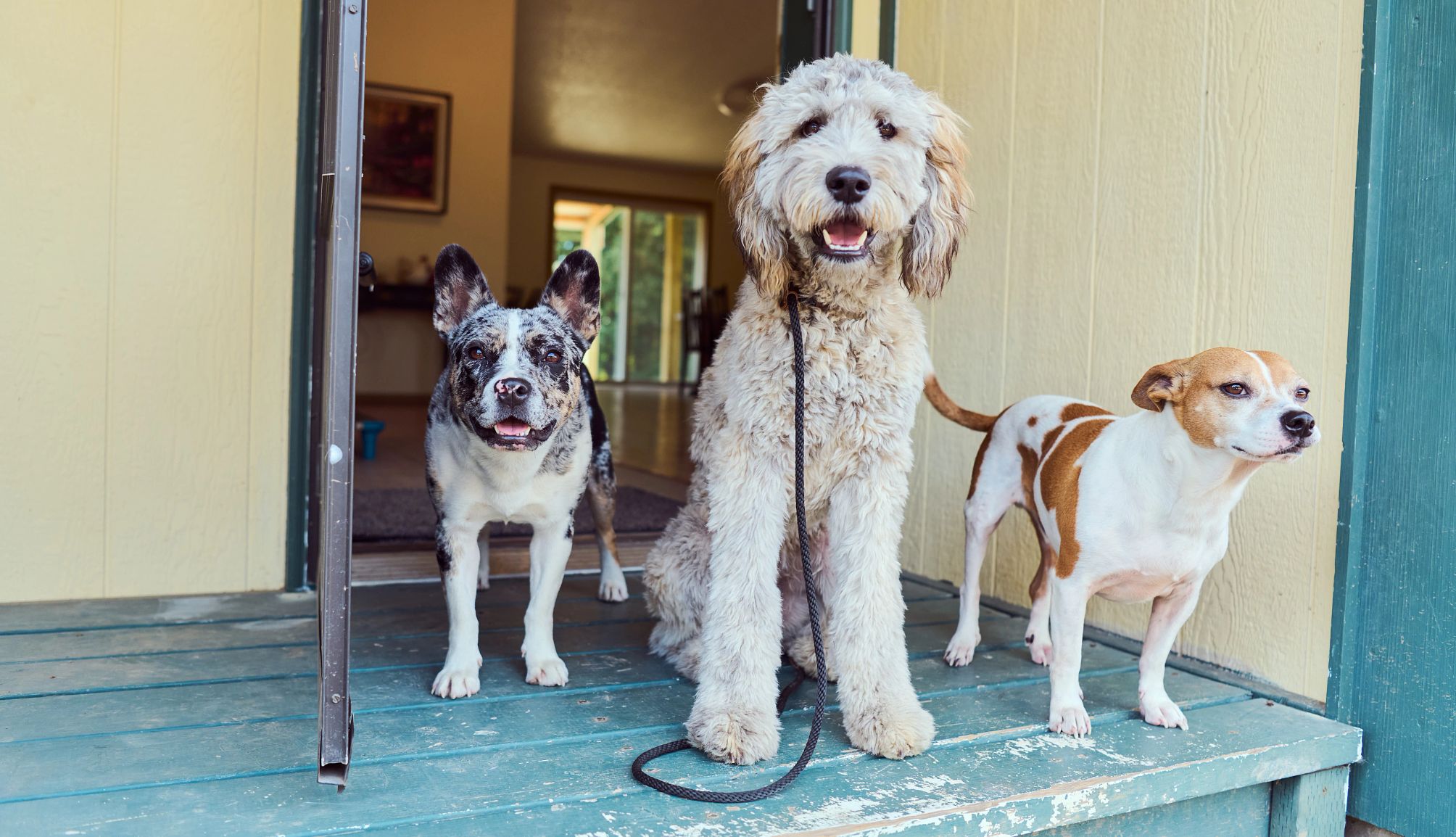 sleepaway doggie camp 101 three dogs sitting on a porch at Rascal Training in Portland, Oregon