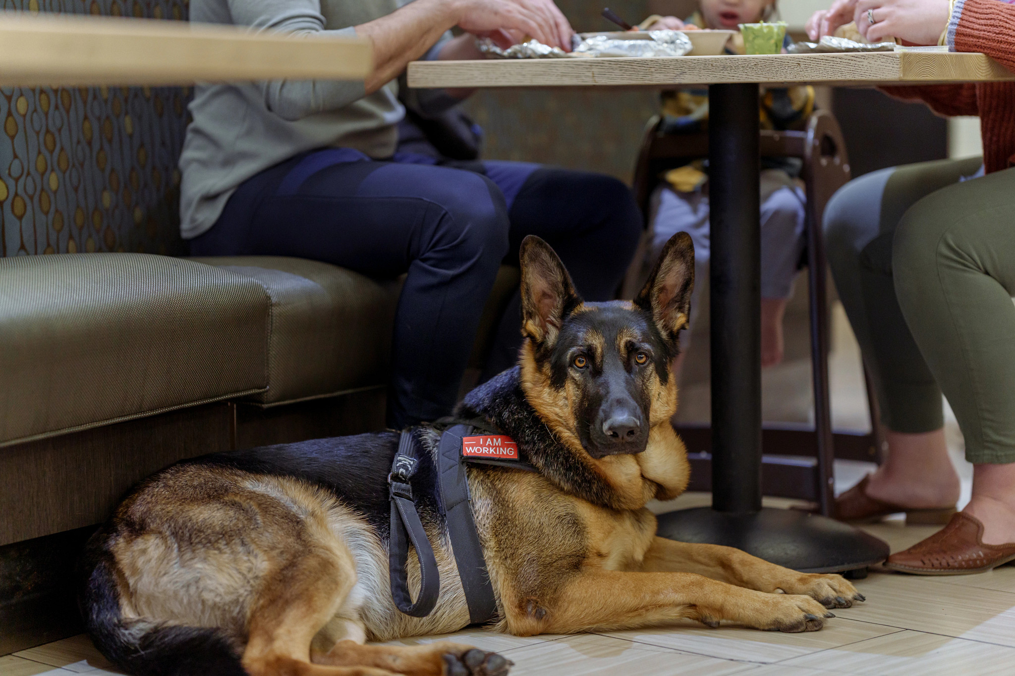 a dog laying on the ground