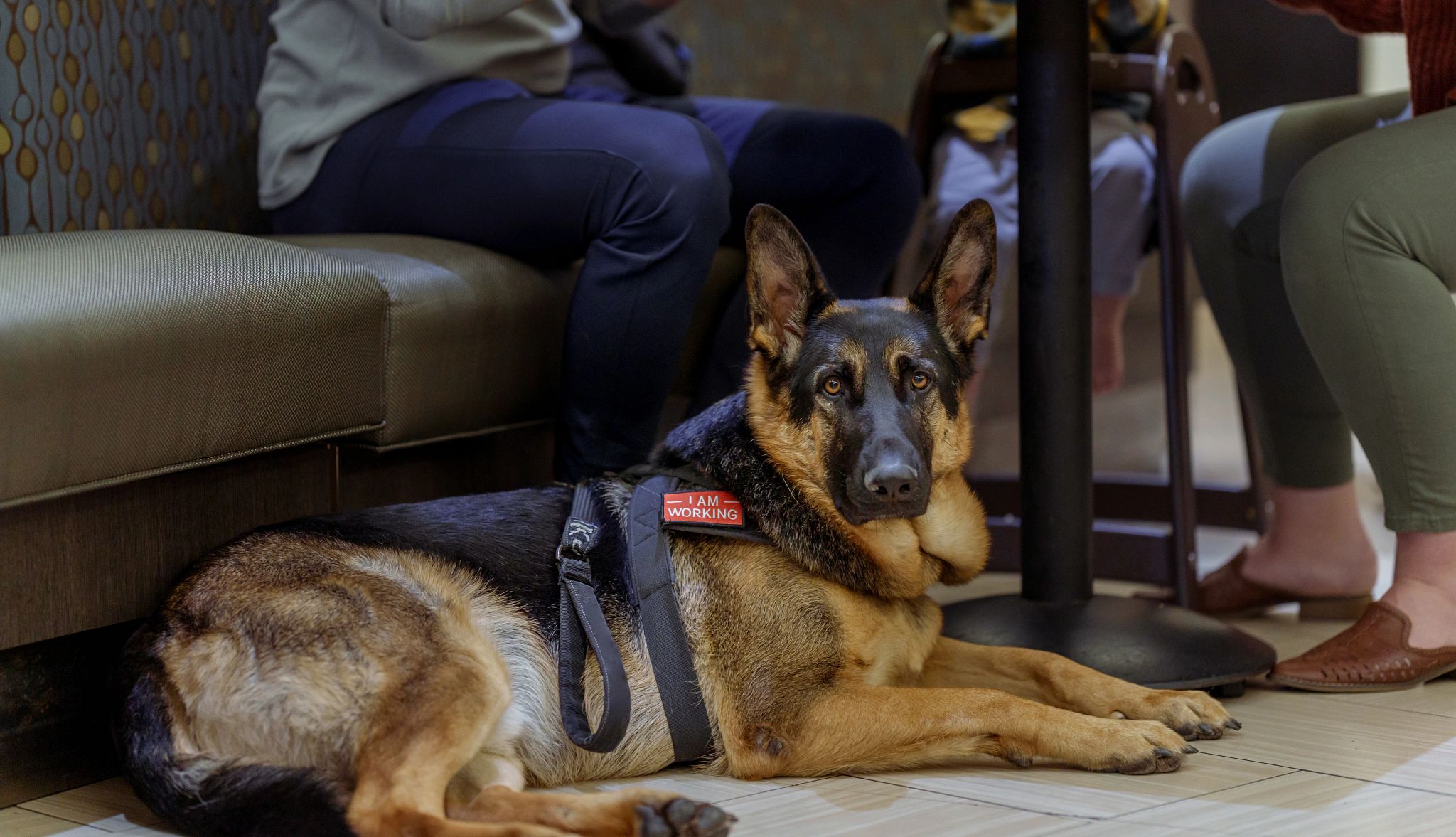 Smart Guide to Traveling With Pets a dog laying on the ground