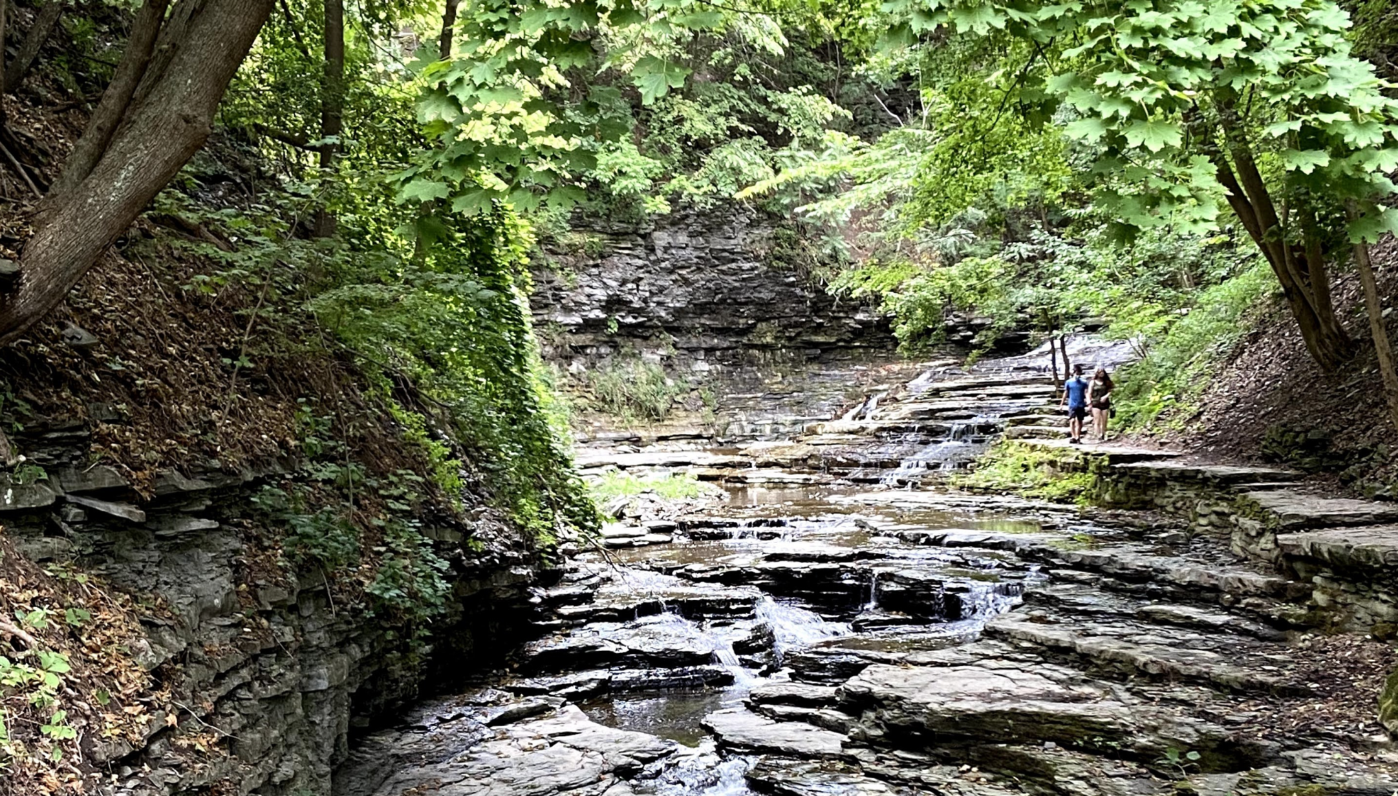 a stream running through a forest with rocks along the sides