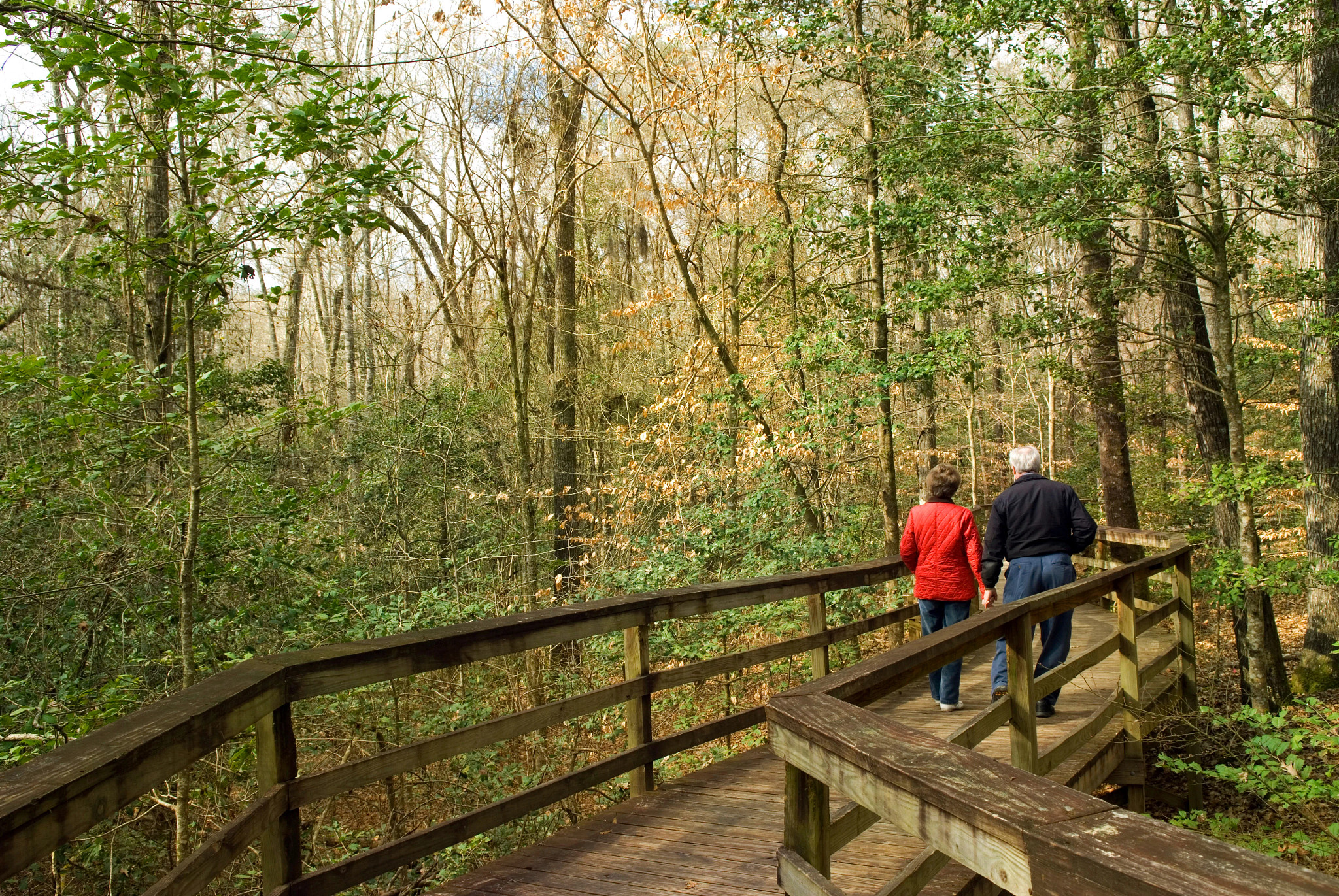 people on a walkway in a forest