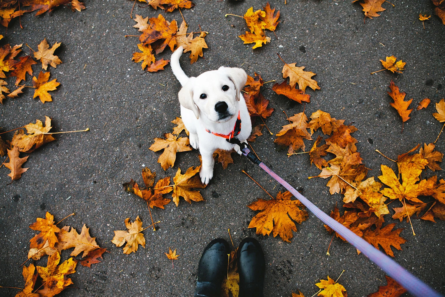 dog standing in leaves with leash being held onto by dog walker