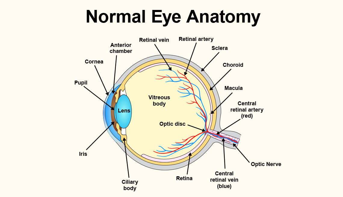 The eye is a small organ with many parts working together to help you see. a diagram of a normal eye with descriptions of the eye parts