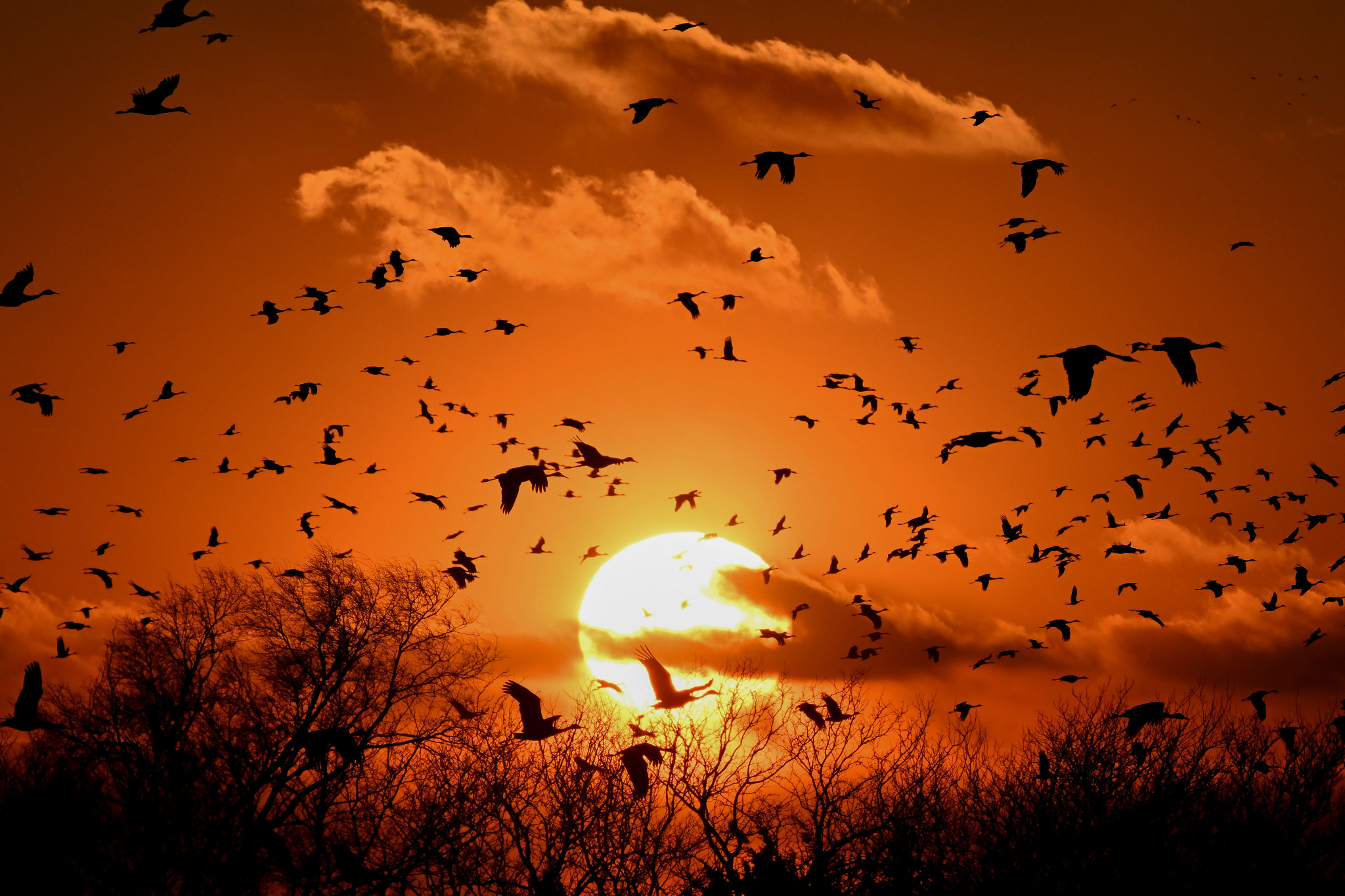 birds flying near trees with clouds and the sun in the background
