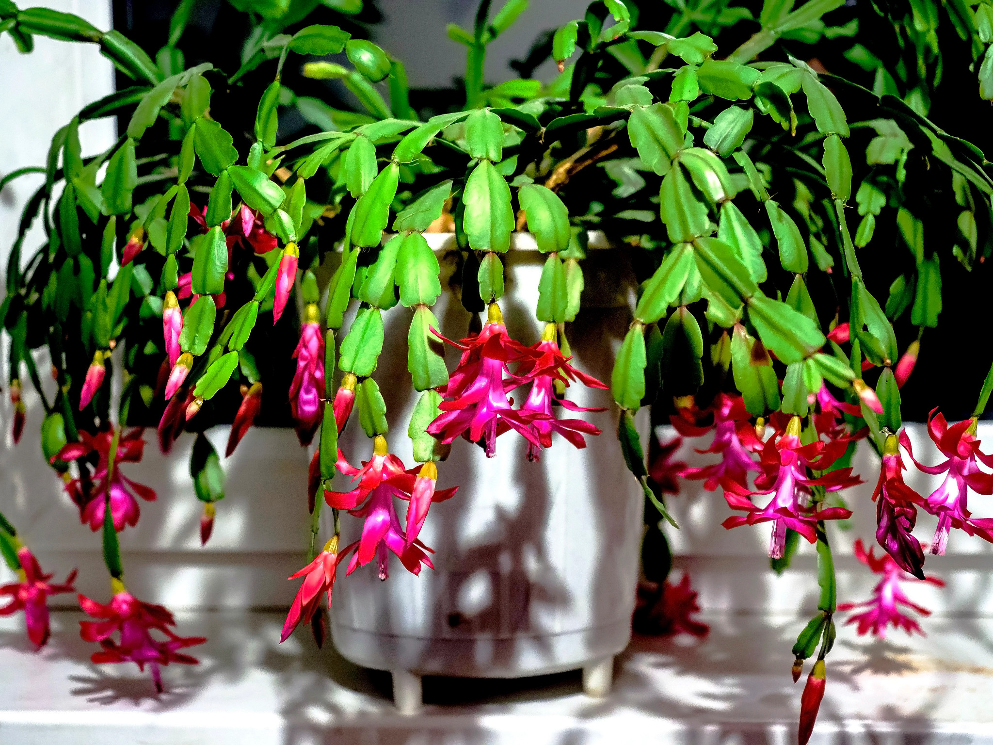 A blooming Christmas cactus houseplant with cascading green segmented stems and bright pink flowers growing in a white planter near a sunlit window