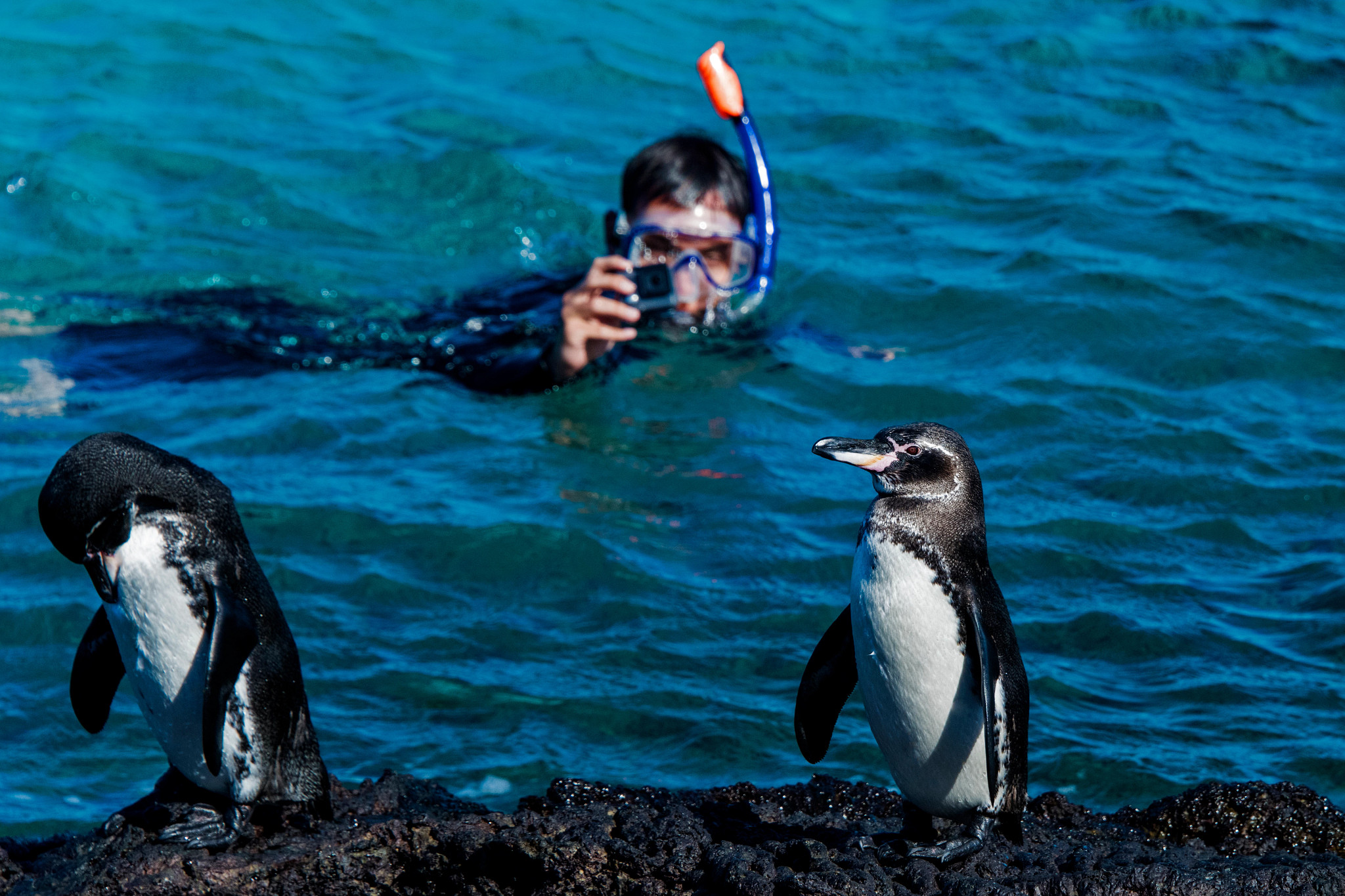 two penguins in the Galapagos Islands