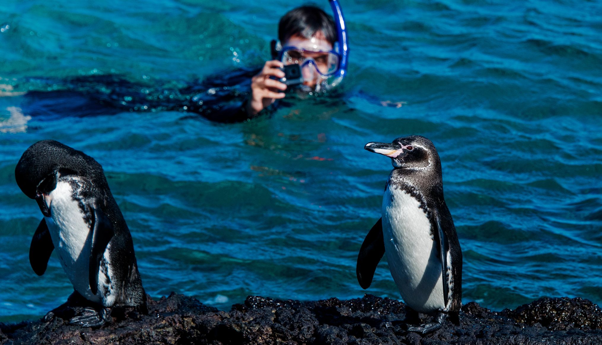 two penguins in the Galapagos Islands
