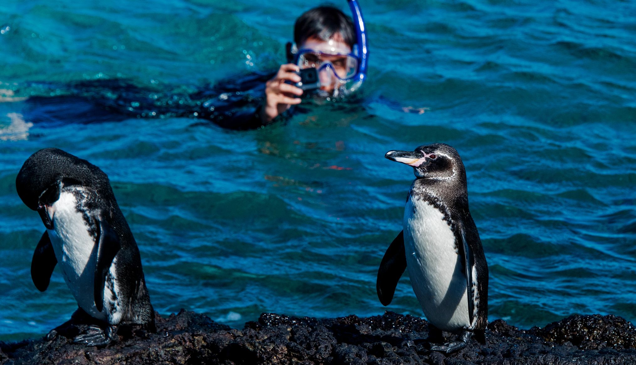 two penguins in the Galapagos Islands two penguins in the Galapagos Islands