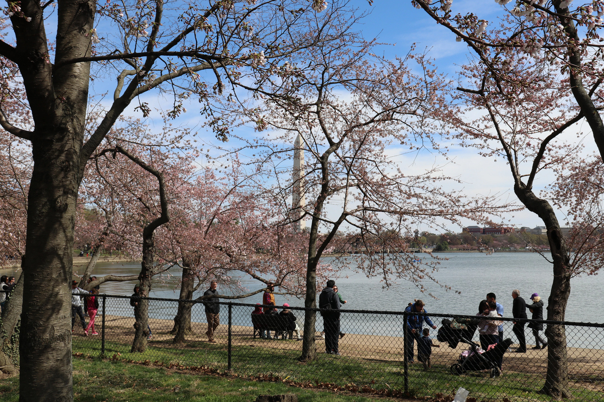 cherry trees under the washington monument 
